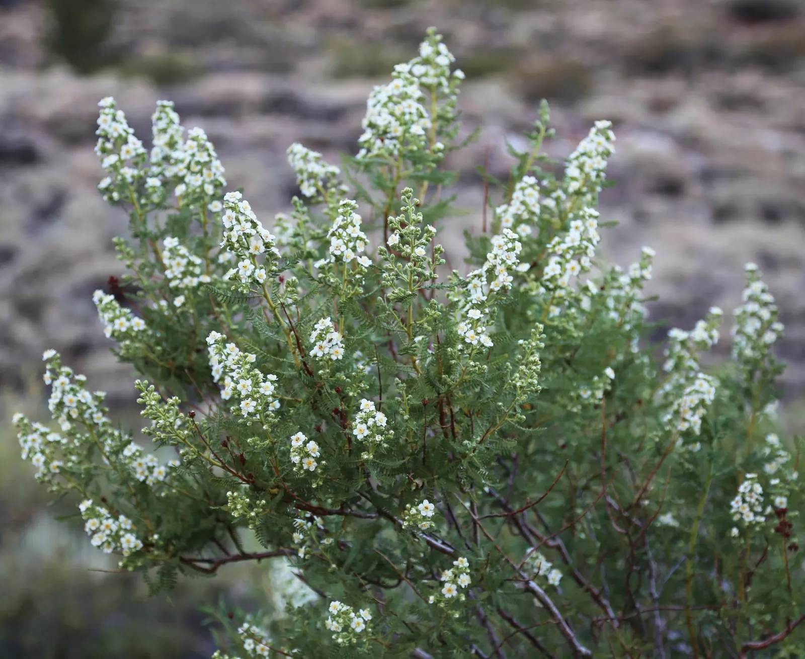 Fern Pine (Podocarpus Gracilior) — the Fern Pine grows in an upright