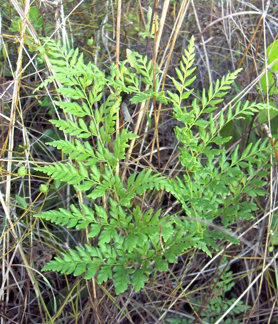 Fern Pine (Podocarpus Gracilior) — This coniferous tree originates from the East African highlands