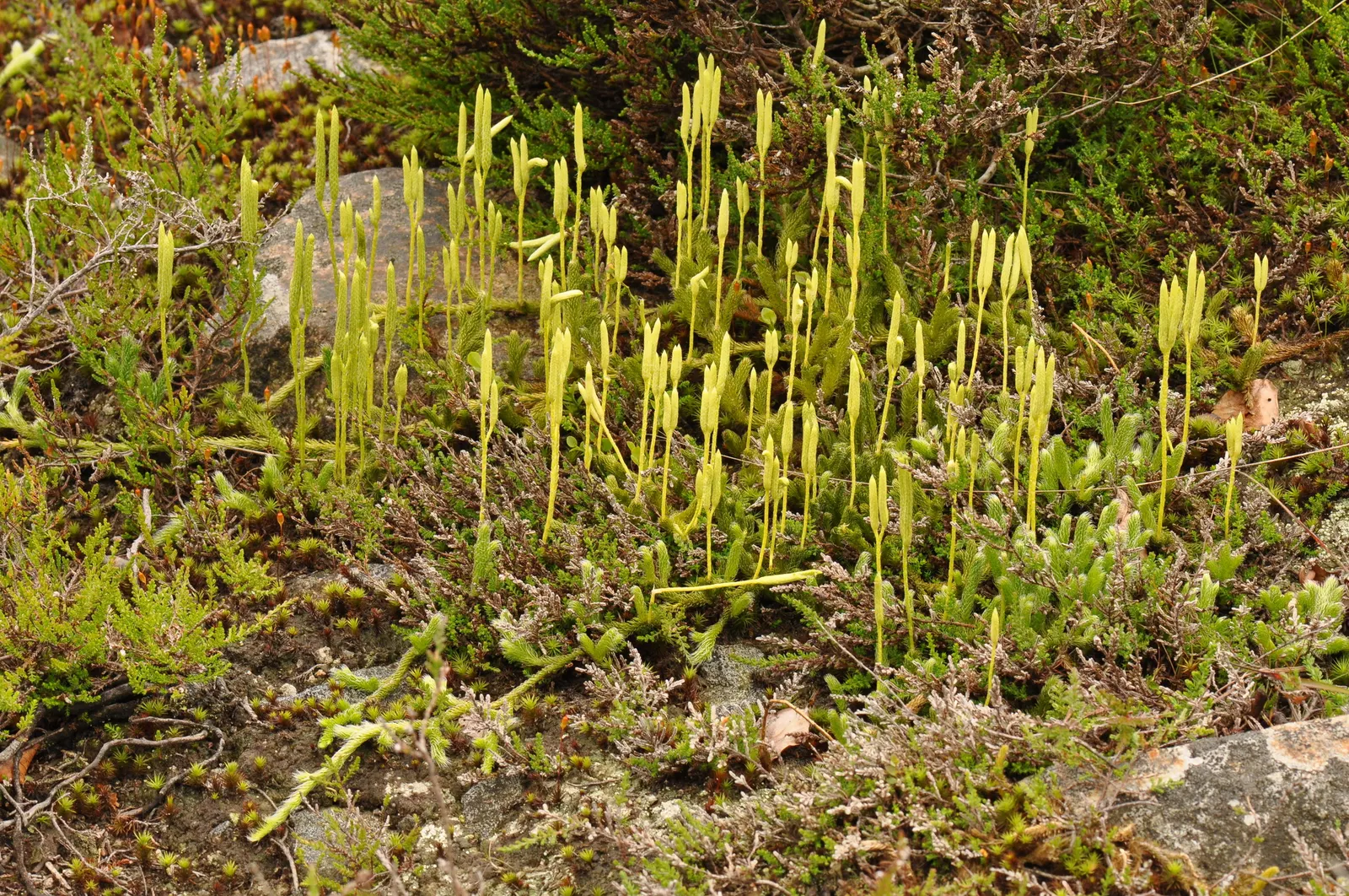 Fern Pine (Podocarpus Gracilior) — The Fern Pine, or Podocarpus gracilior, is an evergreen with graceful, feathery foliage