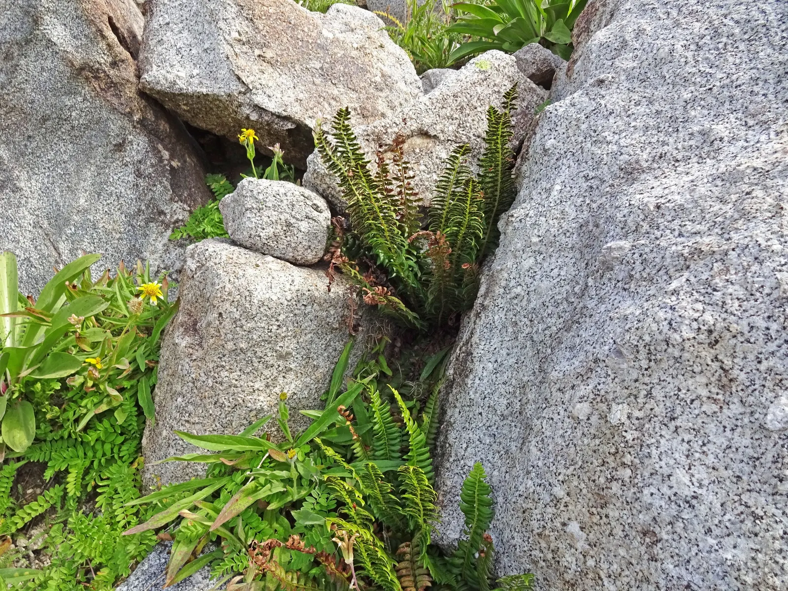 Fern Pine (Podocarpus Gracilior) — the Fern Pine grows in an upright; its growth rate is considered moderate