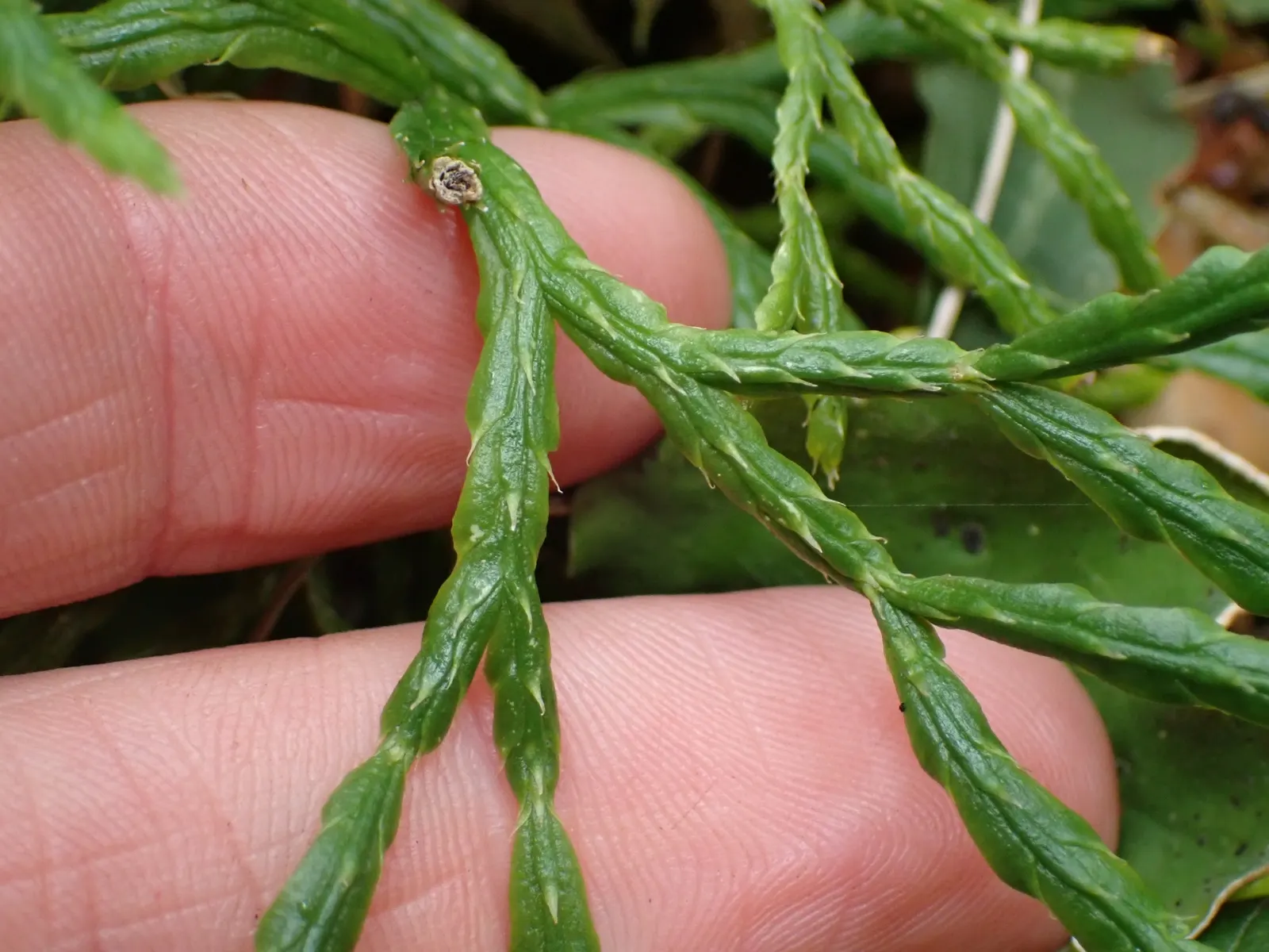 Fern Pine (Podocarpus Gracilior) — Offers a refined texture and dense growth, requiring moderate water; making it a favored choice for screen plantings