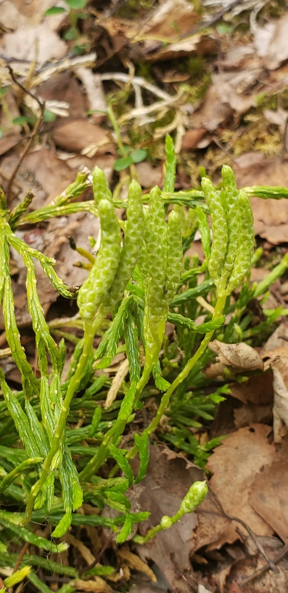 Fern Pine (Podocarpus Gracilior) — conifer / tree for full or half or shade