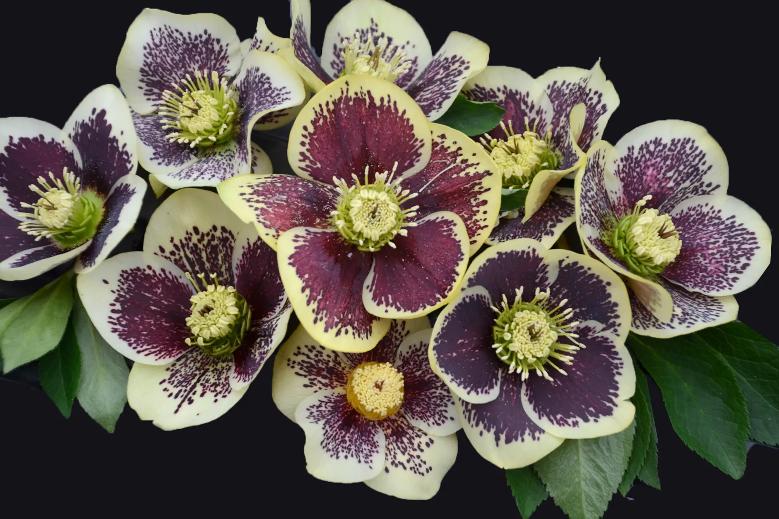 Honeymoon® Rio Carnival (Helleborus hybrid) — The Helleborus 'Rio Carnival' is a captivating perennial