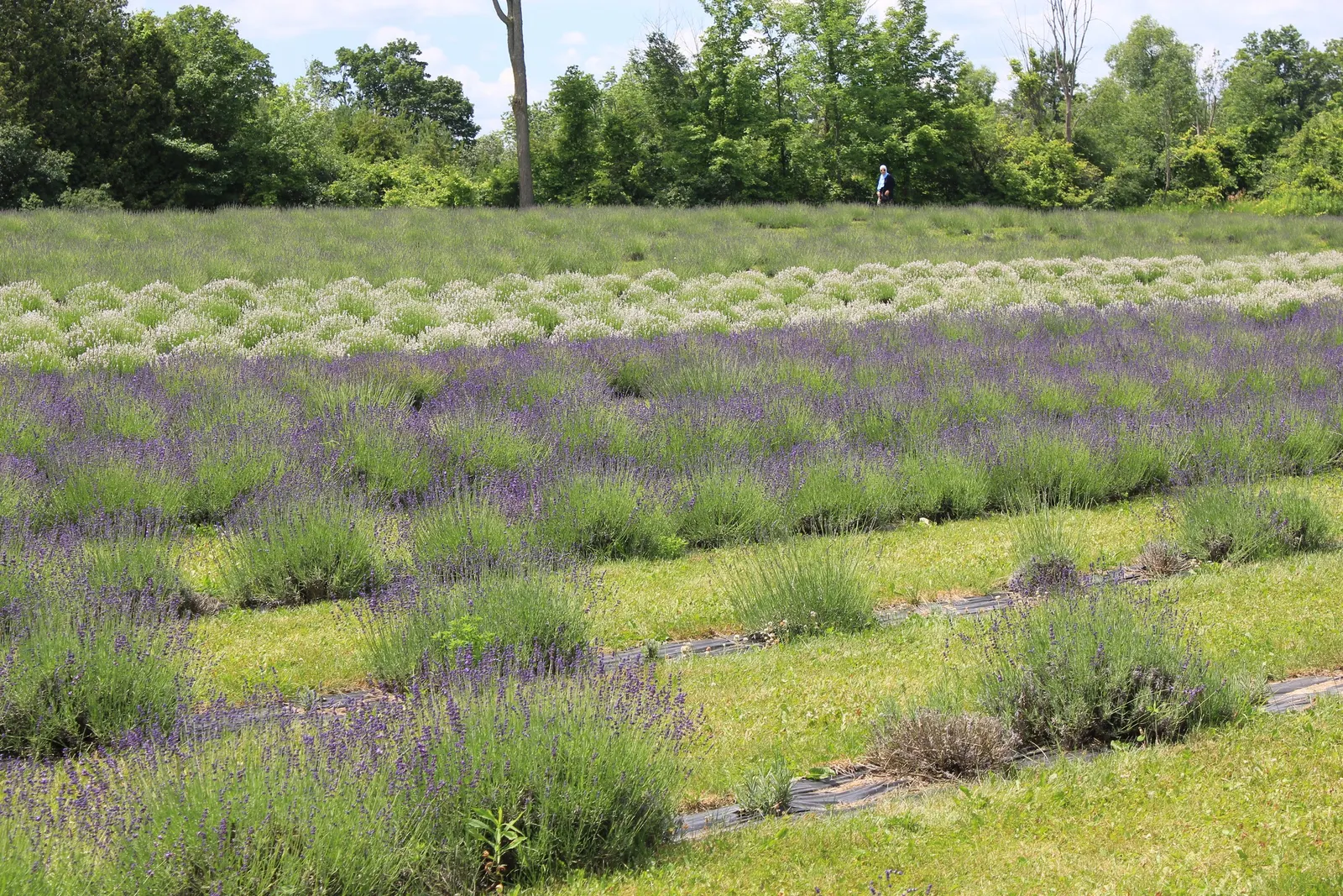 Vera Old Fashion English Lavender (Lavandula Angustifolia 'Vera') — rising gracefully above narrow; this hardy plant reaches up to 2 to 3 feet in height and