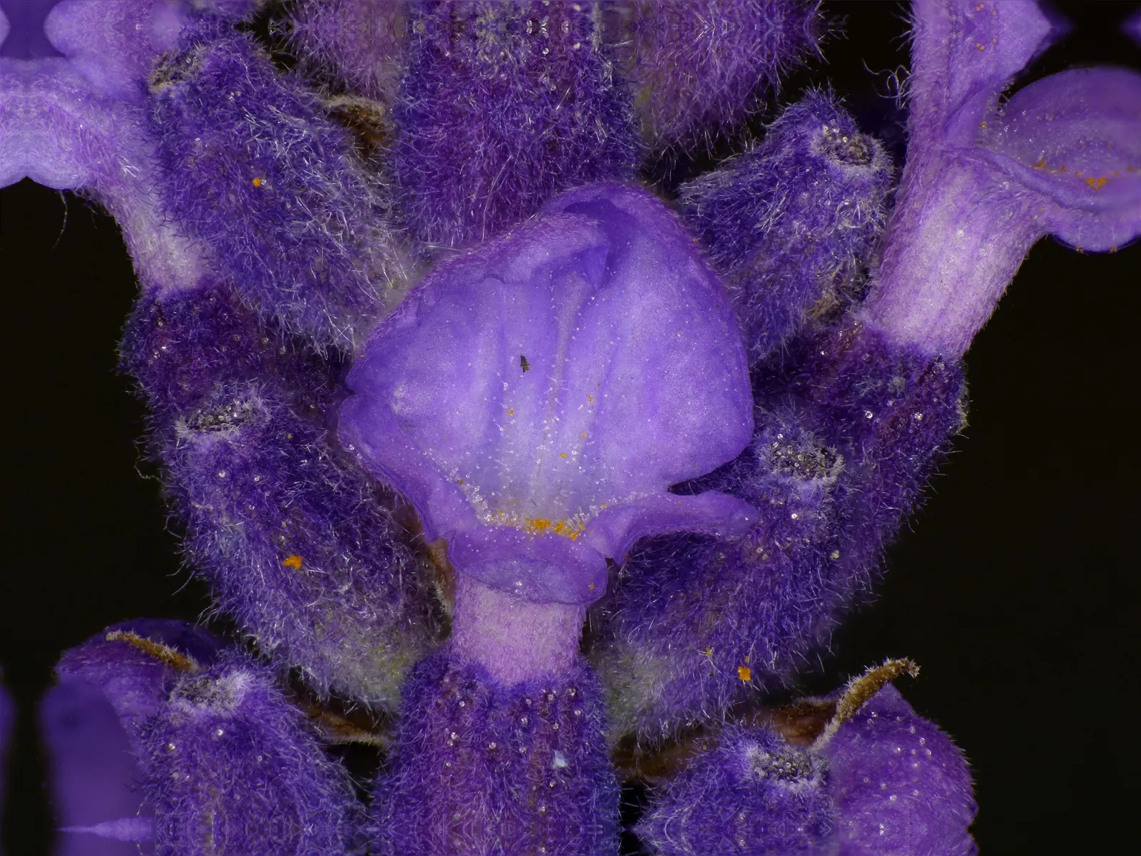 Vera Old Fashion English Lavender (Lavandula Angustifolia 'Vera') — This traditional English Lavender can reach a mature height of 2 to 3 feet and, image 71