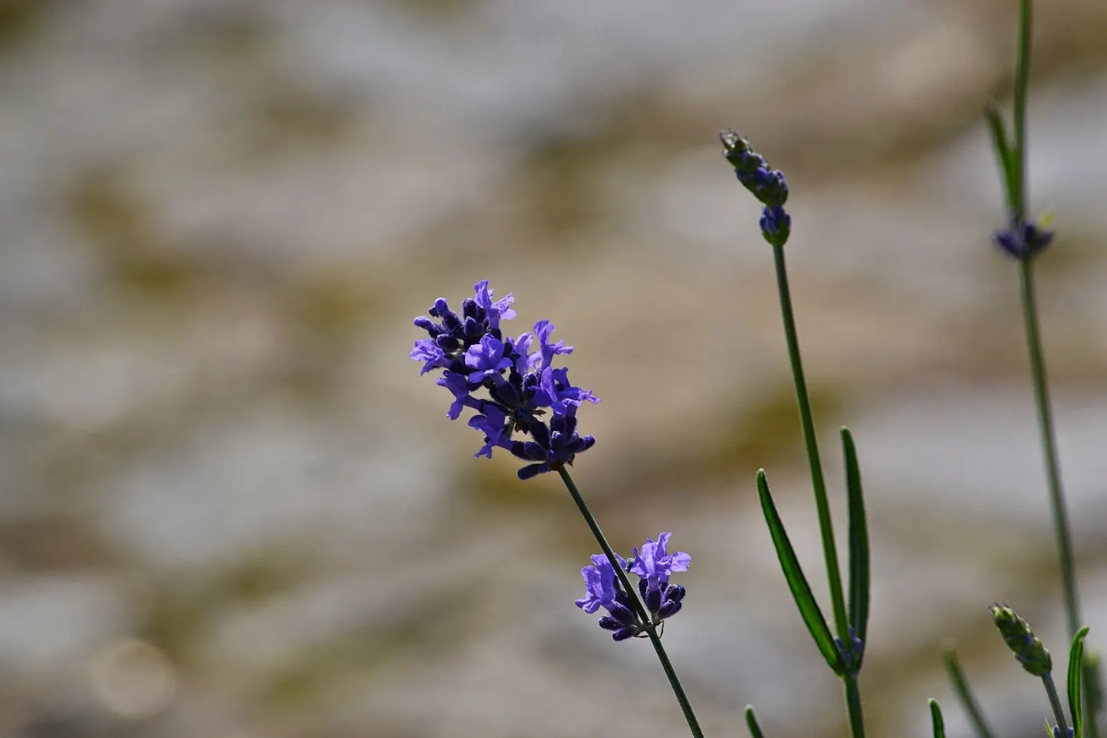 Vera Old Fashion English Lavender (Lavandula Angustifolia 'Vera') — blue and lavender flowers in the garden