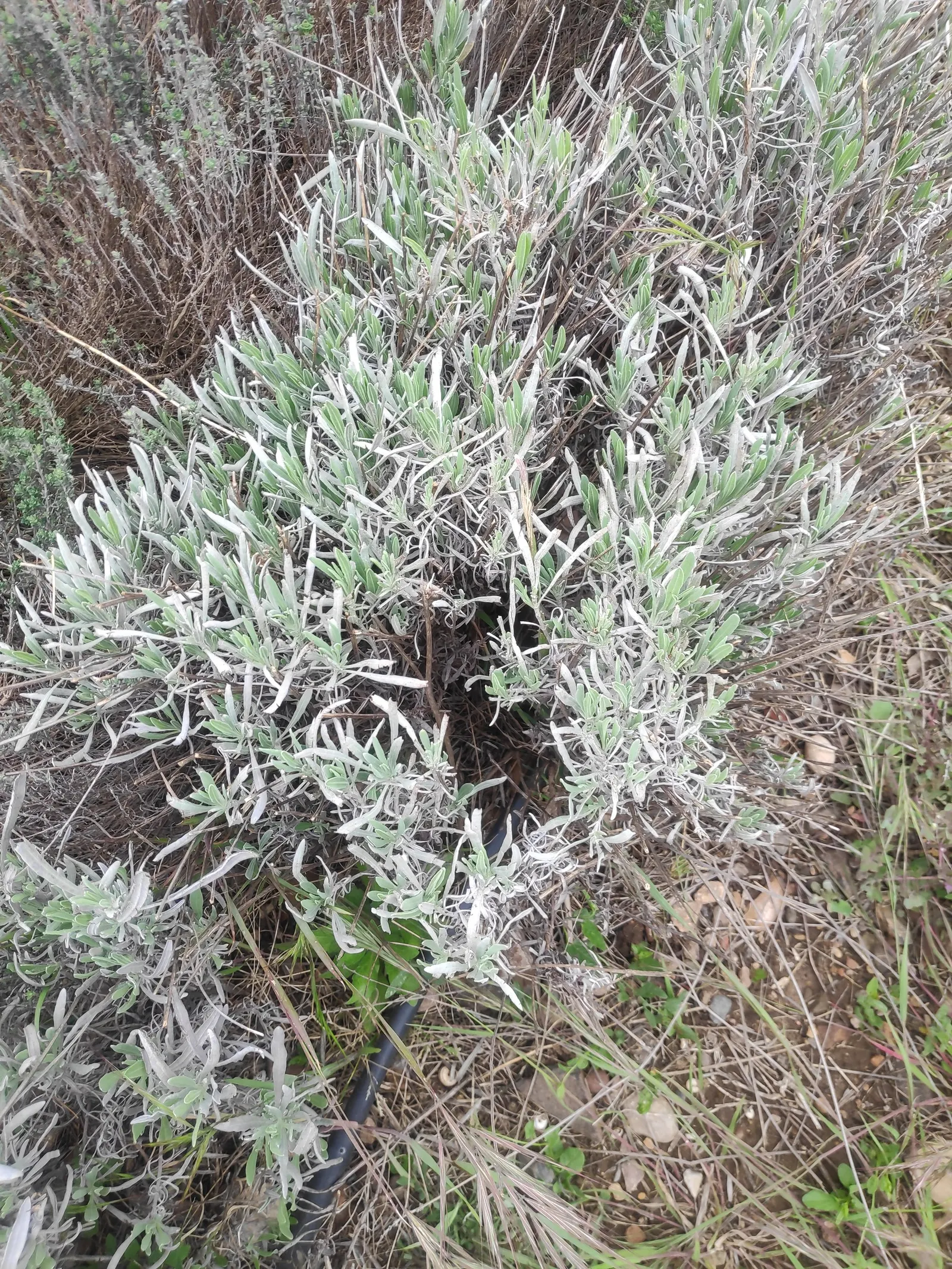 Vera Old Fashion English Lavender (Lavandula Angustifolia 'Vera') — making it ideal for borders or as a fragrant ground cover; to avoid the root, image 65