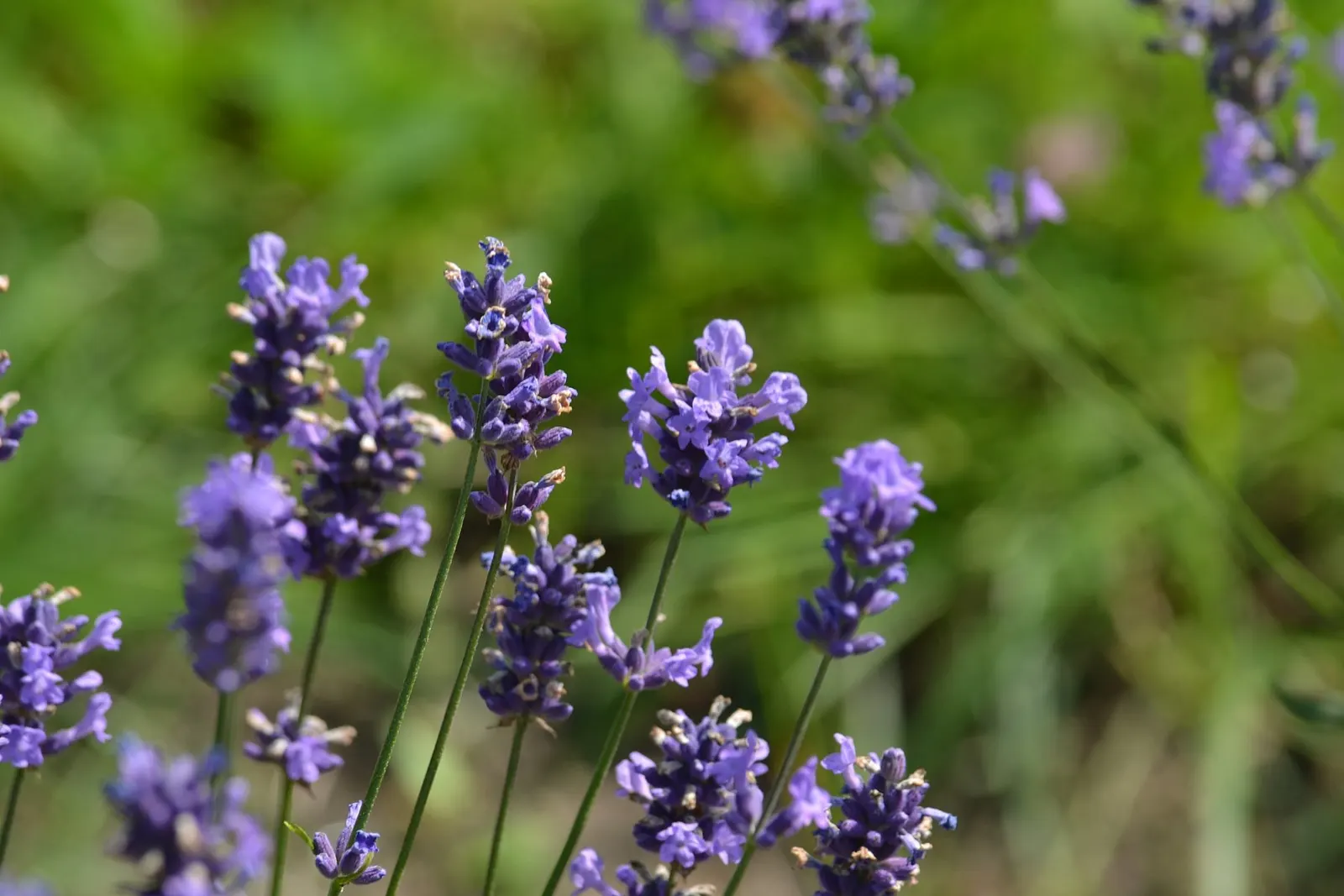 Vera Old Fashion English Lavender (Lavandula Angustifolia 'Vera') — deep purple blossoms and silvery-green foliage