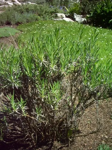 Vera Old Fashion English Lavender (Lavandula Angustifolia 'Vera') — This traditional English Lavender can reach a mature height of 2 to 3 feet and, image 40