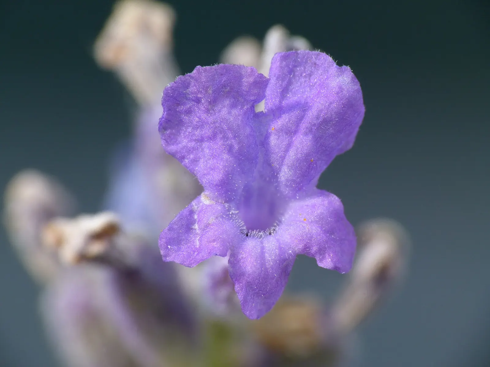 Vera Old Fashion English Lavender (Lavandula Angustifolia 'Vera') — Prefers full sun and well-drained soil; deep purple blossoms and silvery-green, image 67
