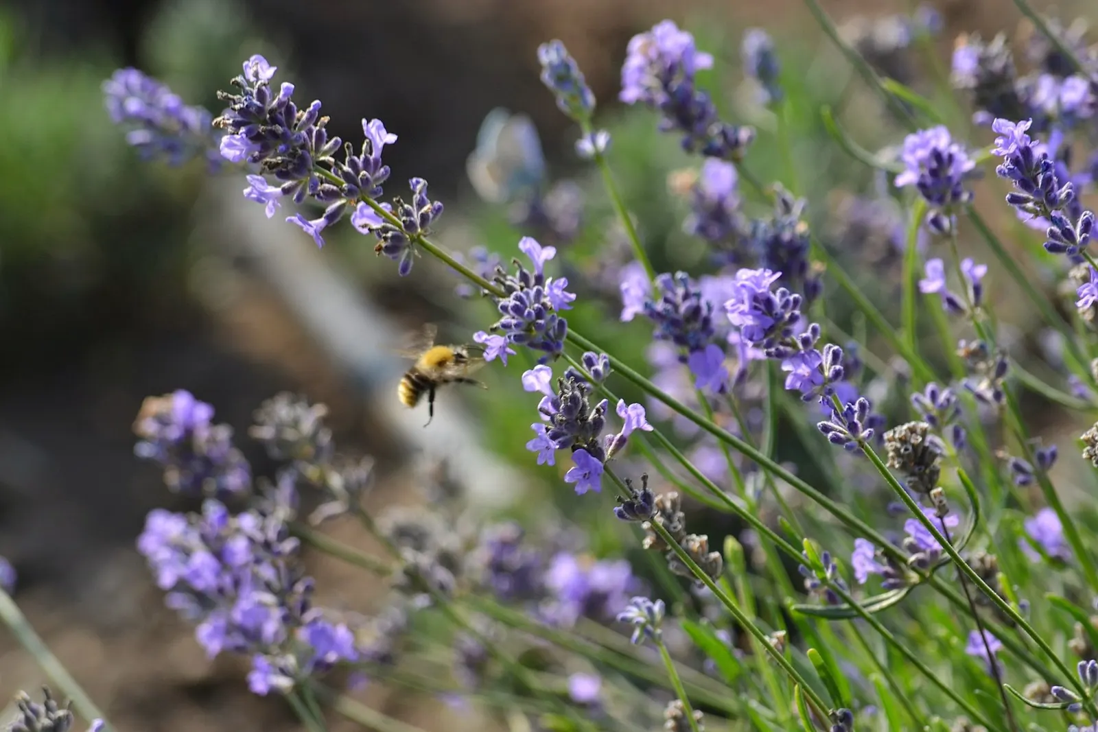 Vera Old Fashion English Lavender (Lavandula Angustifolia 'Vera') — Adds traditional charm and sensory delight to any garden