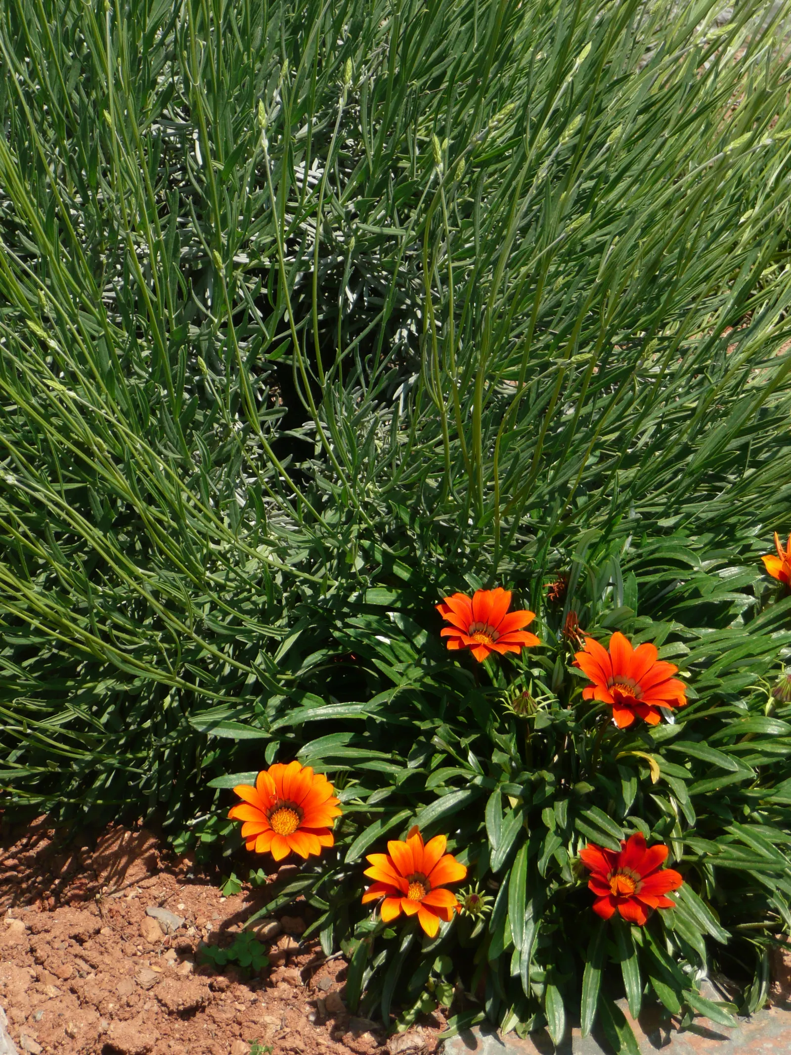 Vera Old Fashion English Lavender (Lavandula Angustifolia 'Vera') — annual pruning is advisable