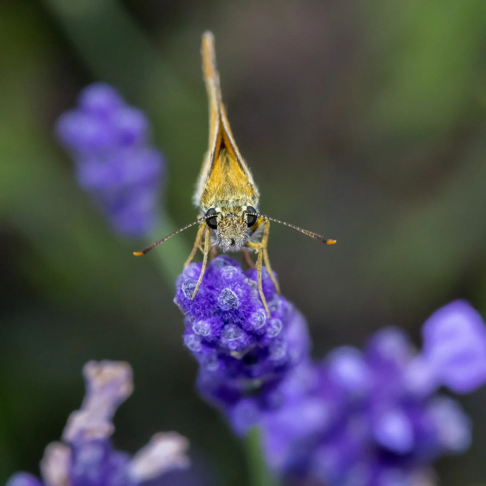 Vera Old Fashion English Lavender (Lavandula Angustifolia 'Vera') — Prefers full sun and well-drained soil; deep purple blossoms and silvery-green foliage