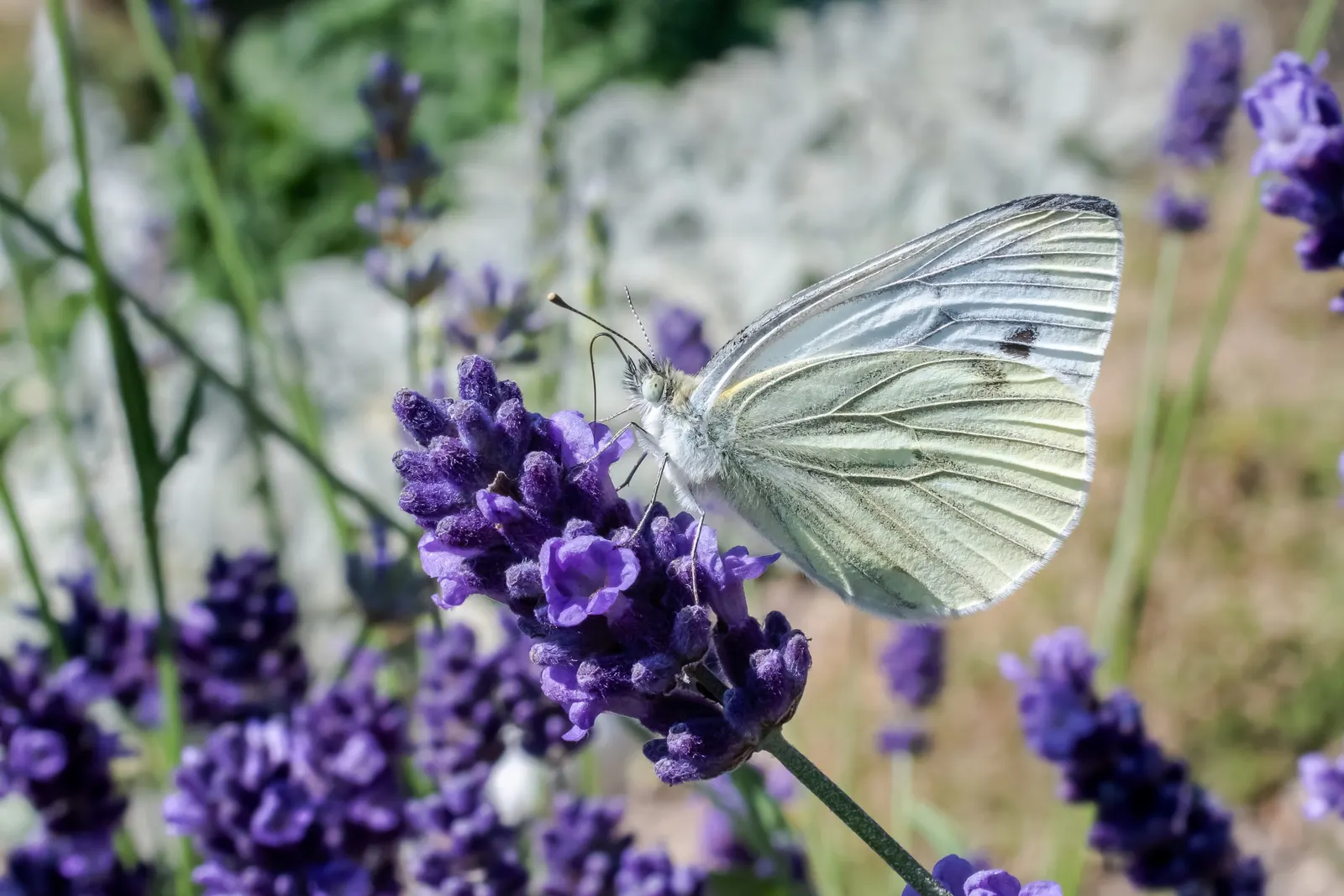 Vera Old Fashion English Lavender (Lavandula Angustifolia 'Vera') — This hardy plant reaches up to 2 to 3 feet in height and spread; and garden