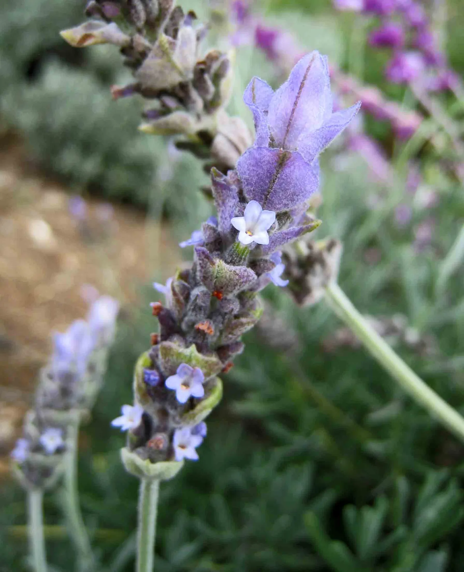 Vera Old Fashion English Lavender (Lavandula Angustifolia 'Vera') — making it ideal for borders or as a fragrant ground cover; to avoid the root rot that can