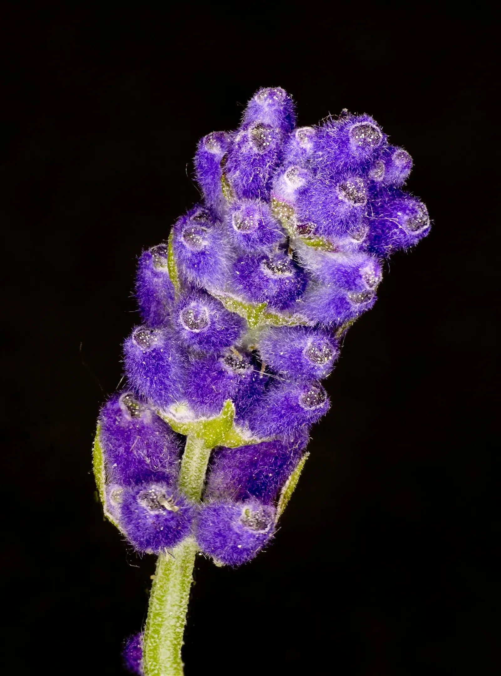 Vera Old Fashion English Lavender (Lavandula Angustifolia 'Vera') — herb / shrub for full; lavandula angustifolia 'Vera' will provide a charming and aromatic