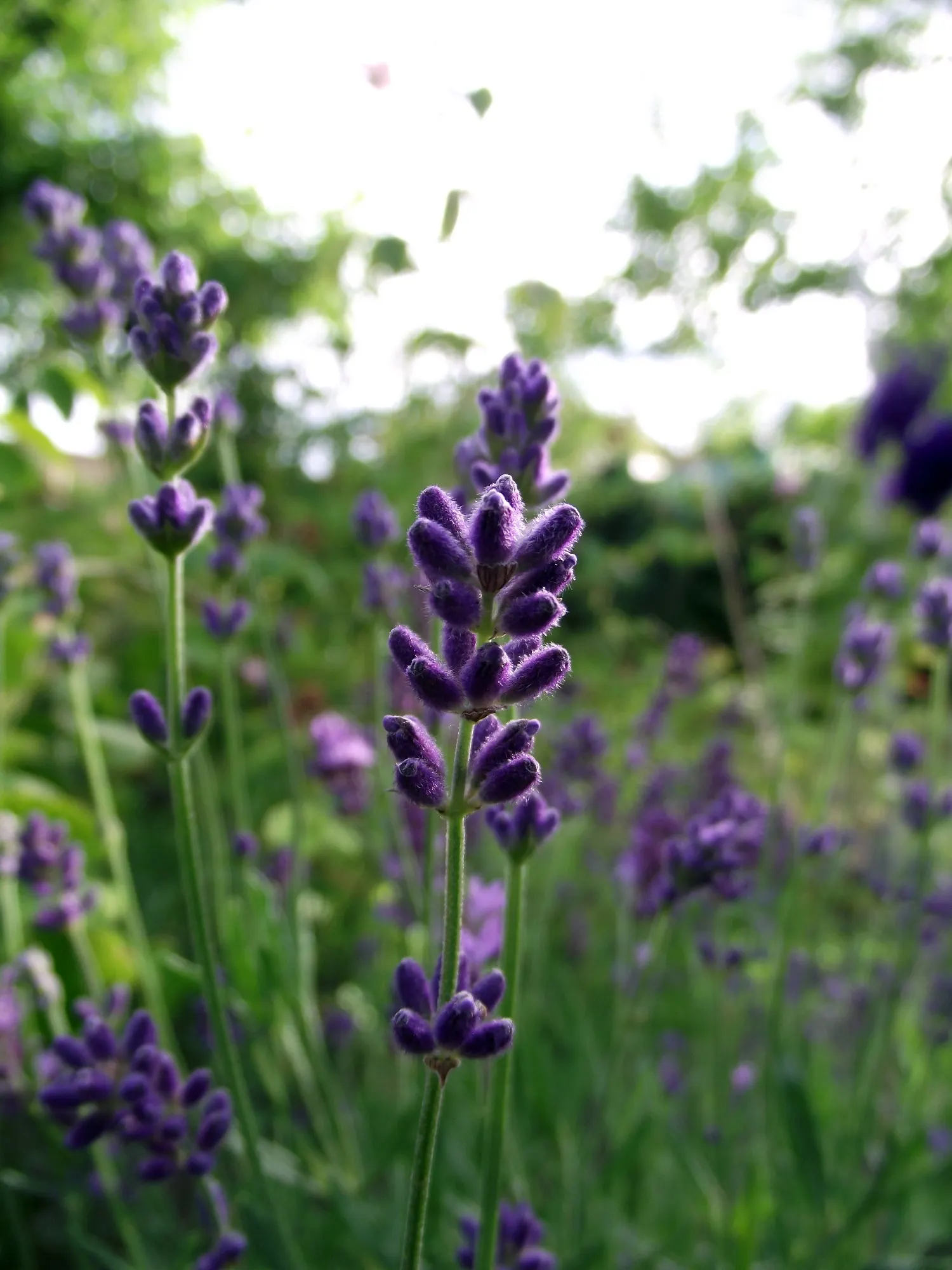 Vera Old Fashion English Lavender (Lavandula Angustifolia 'Vera') — commonly known as Vera Old Fashion English Lavender; needing at least 6 to 8 hours of