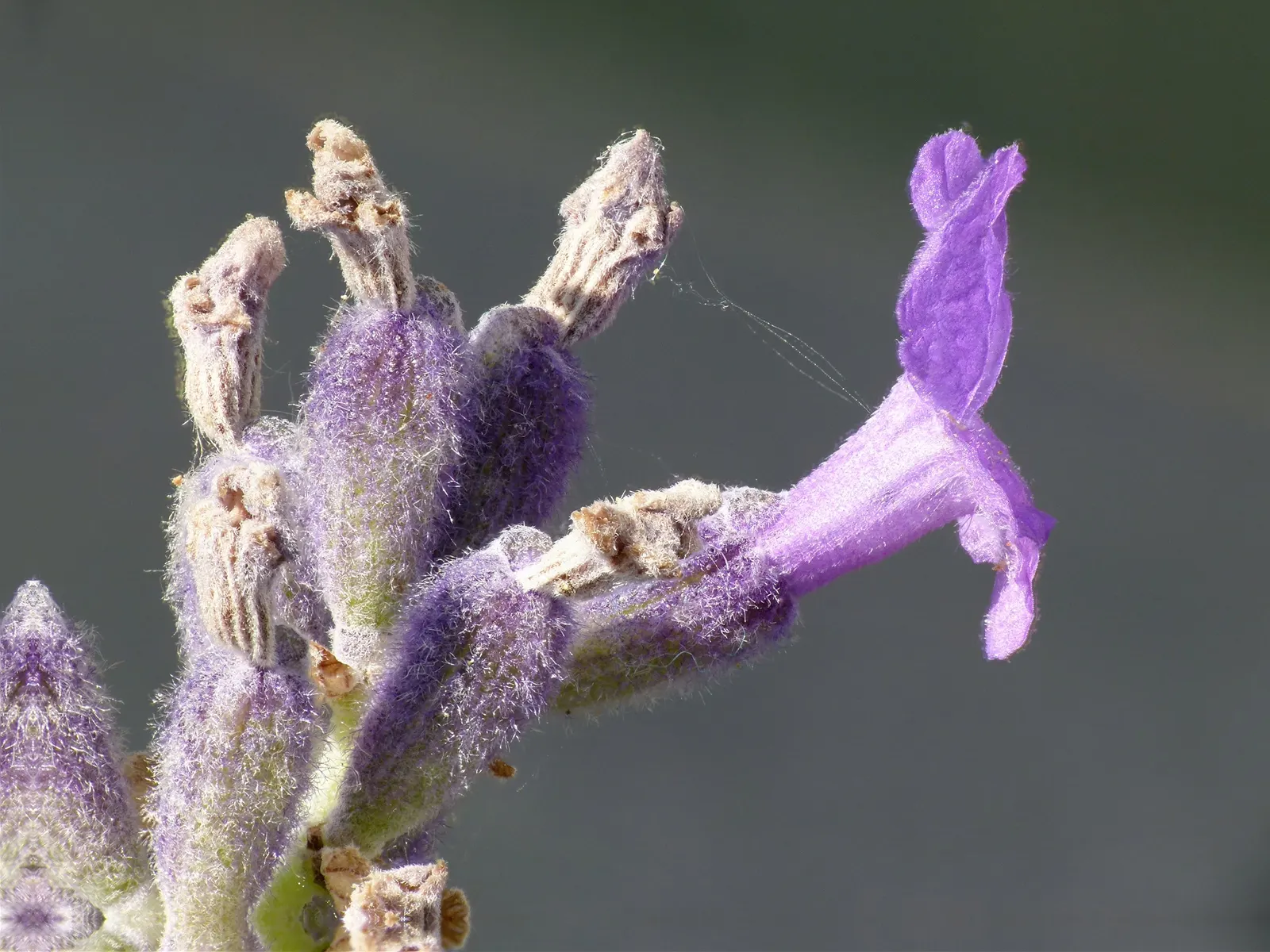 Vera Old Fashion English Lavender (Lavandula Angustifolia 'Vera') — With its fragrant presence and classic elegance; herb / shrub for full