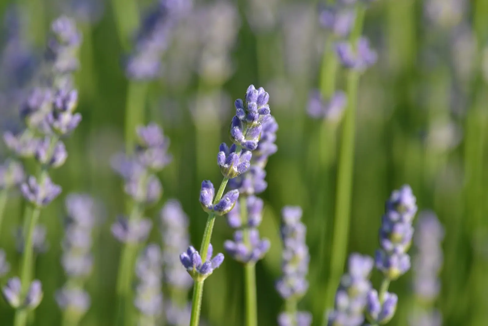 Vera Old Fashion English Lavender (Lavandula Angustifolia 'Vera') — and garden beds.<br><br>The Vera variety is particularly valued for its essential oils