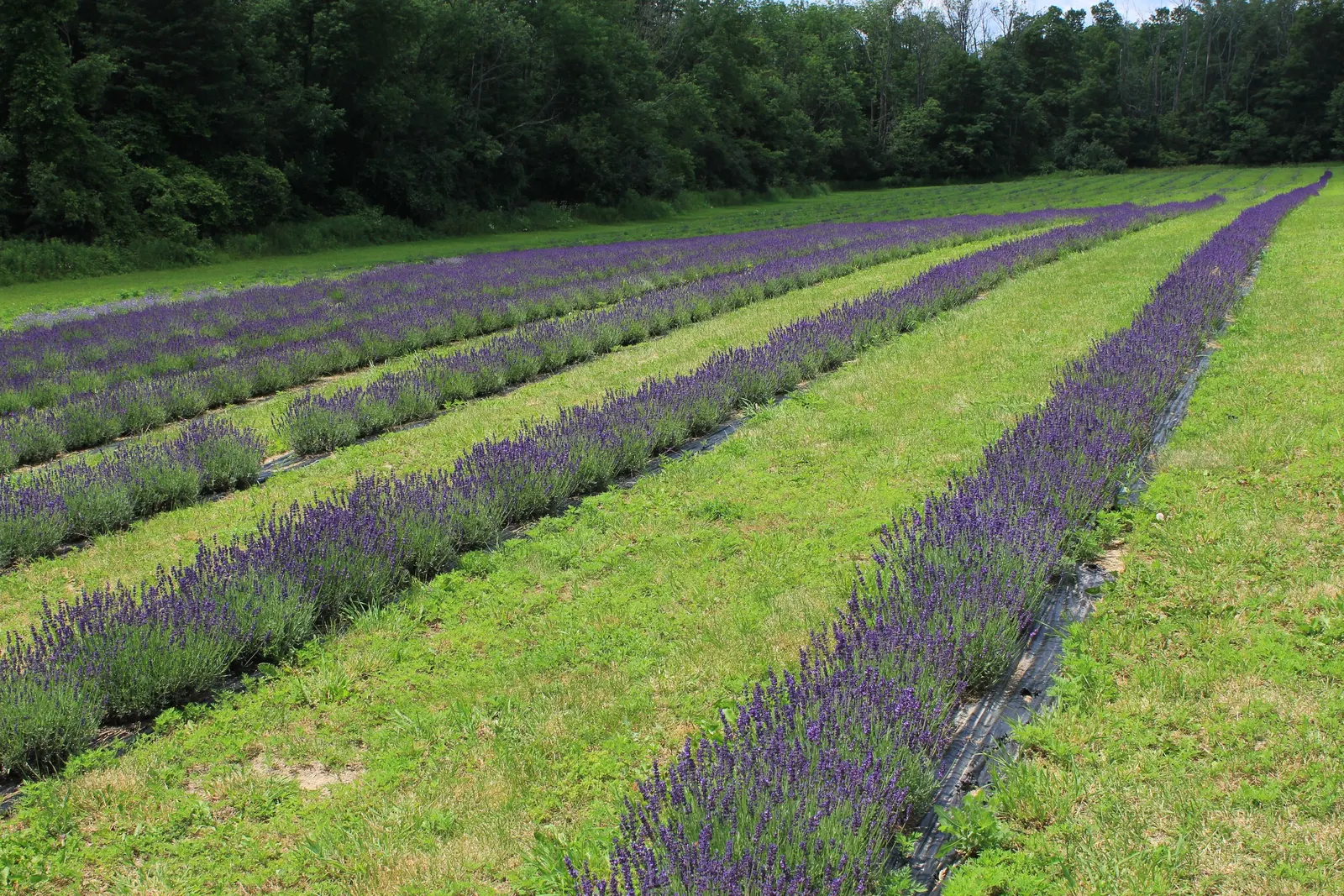 Vera Old Fashion English Lavender (Lavandula Angustifolia 'Vera') — needing at least 6 to 8 hours of direct sunlight per day to achieve optimal flowering