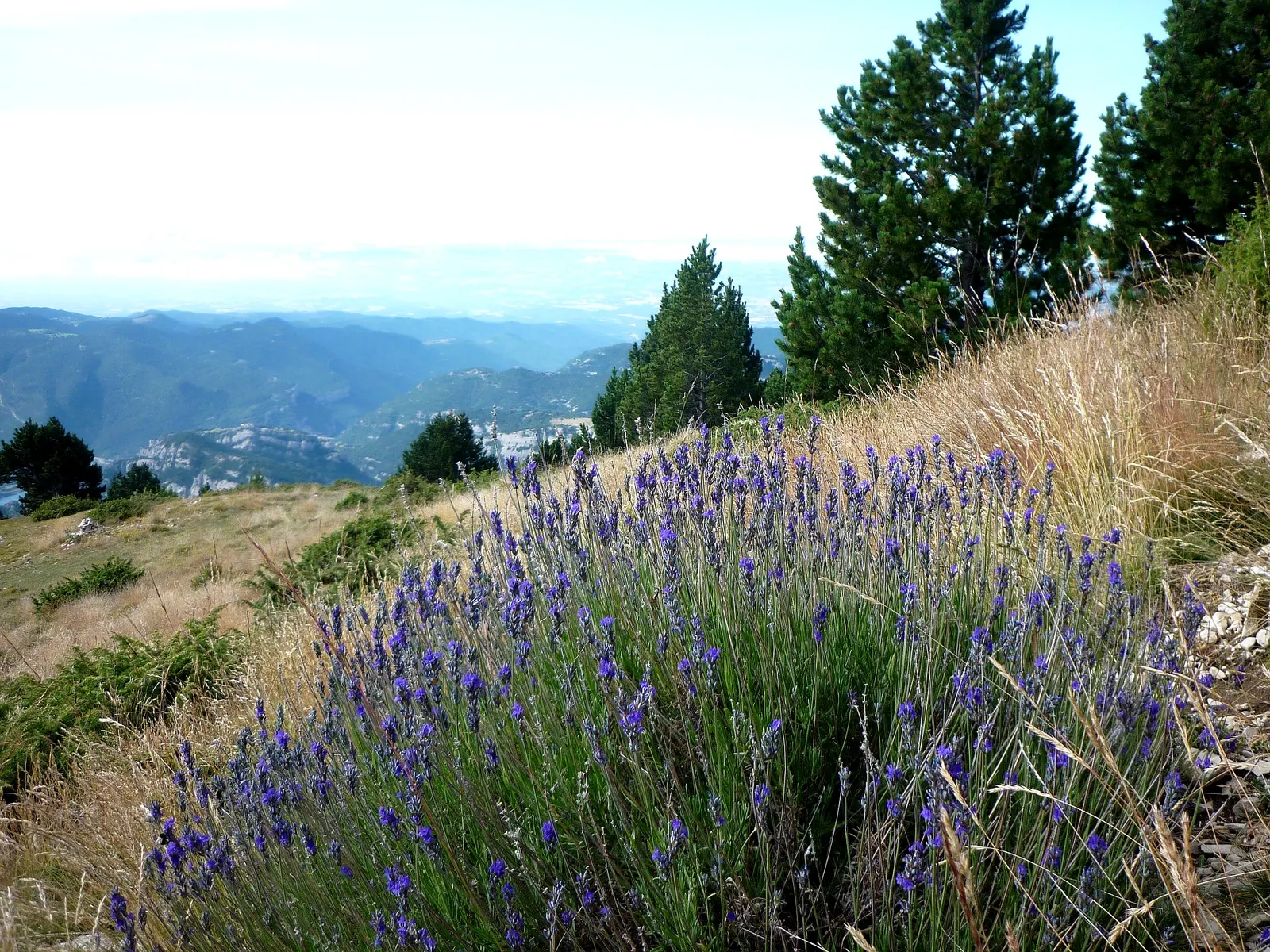 Vera Old Fashion English Lavender (Lavandula Angustifolia 'Vera') — deep purple blossoms and silvery-green foliage; blooms in summer, attracting pollinators