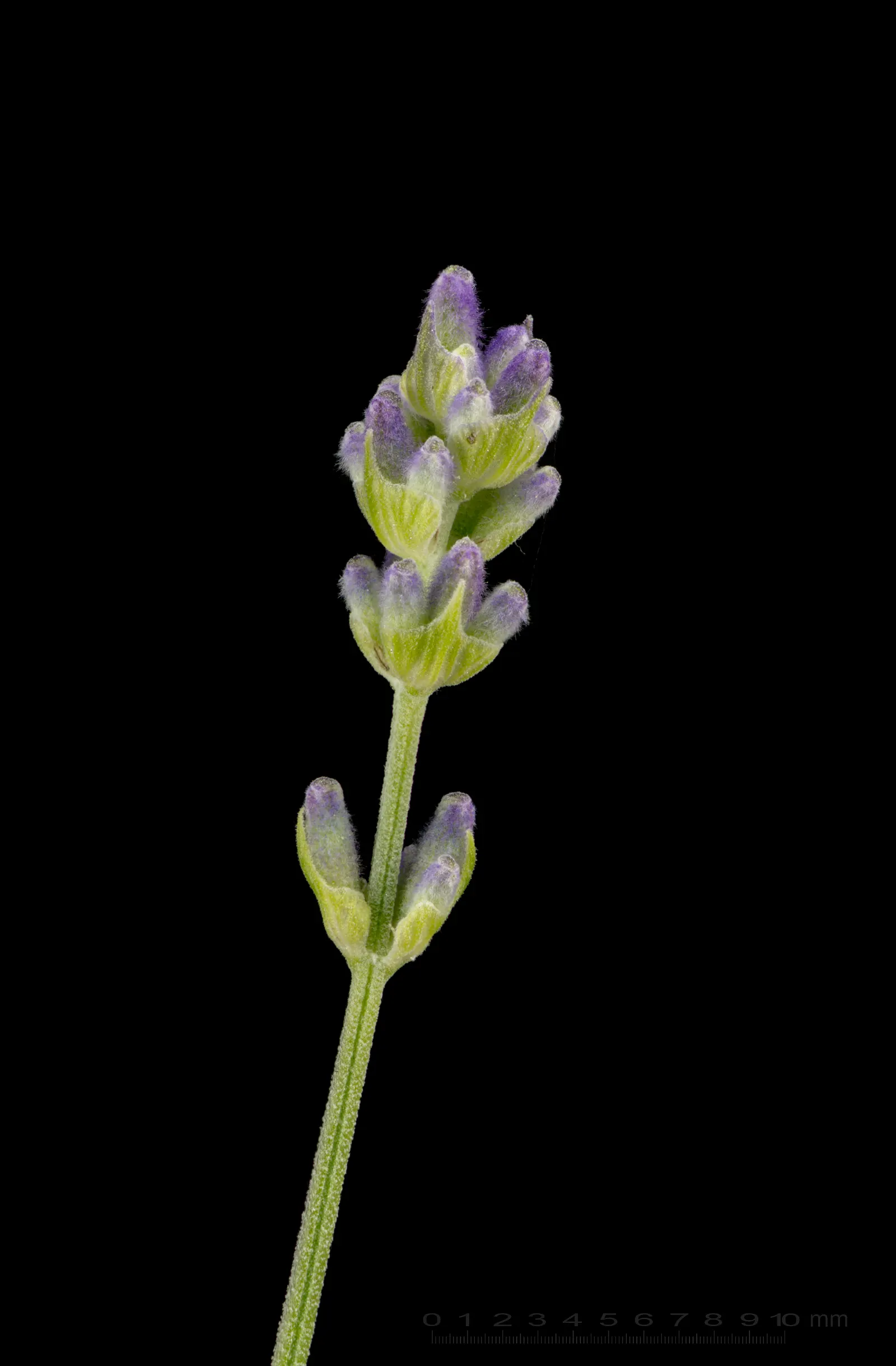 Vera Old Fashion English Lavender (Lavandula Angustifolia 'Vera') — Lavandula angustifolia 'Vera' will provide a charming and aromatic addition to any garden