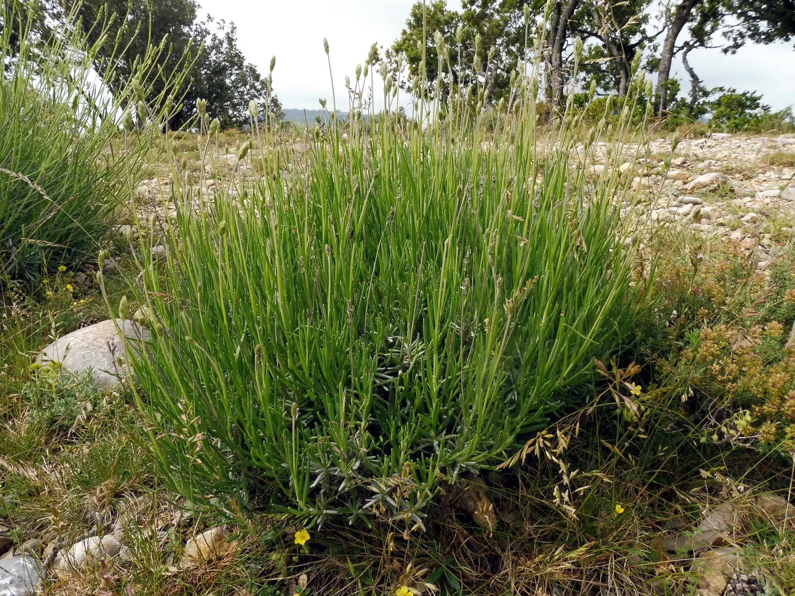 Vera Old Fashion English Lavender (Lavandula Angustifolia 'Vera') — blue and lavender flowers in the garden; rising gracefully above narrow