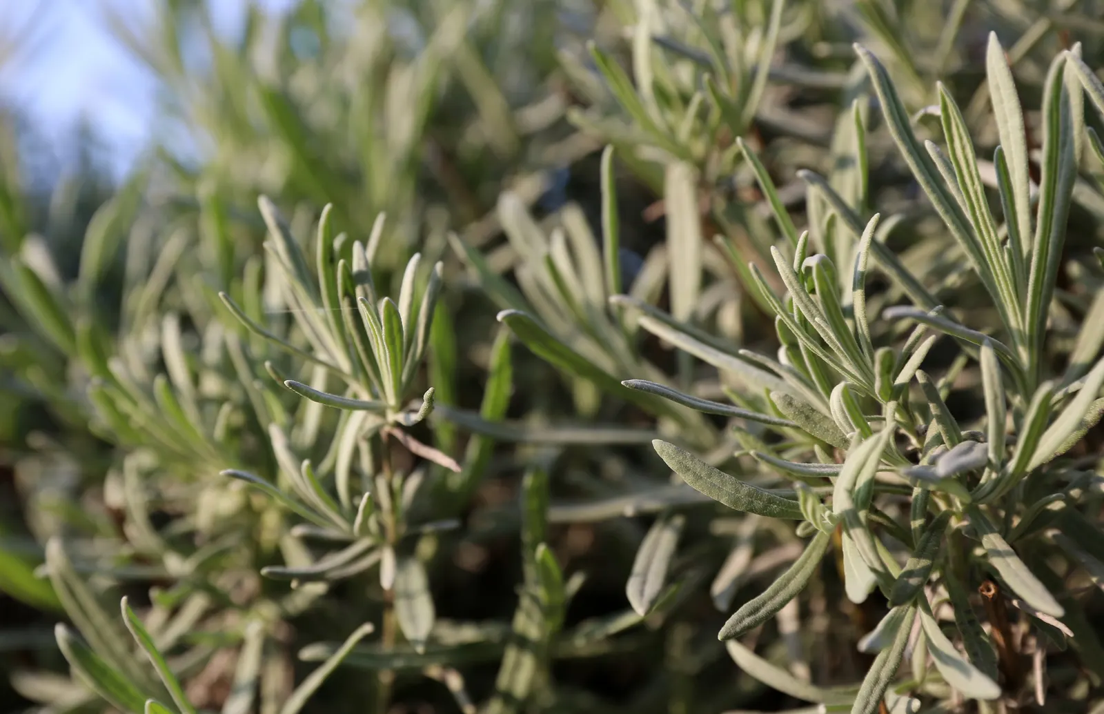 Vera Old Fashion English Lavender (Lavandula Angustifolia 'Vera') — Adds traditional charm and sensory delight to any garden; is a prized herbaceous perennial