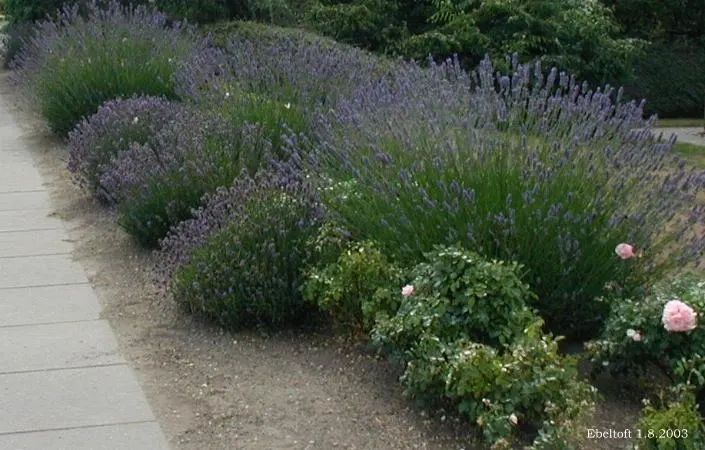 Vera Old Fashion English Lavender (Lavandula Angustifolia 'Vera') — after the primary bloom period has concluded