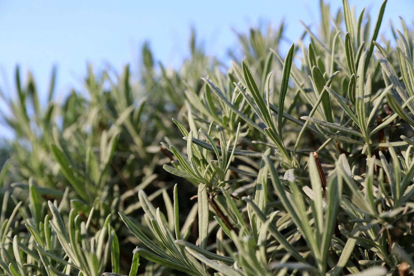 Vera Old Fashion English Lavender (Lavandula Angustifolia 'Vera') — enhancing the ecological value of the landscape; such as bees and butterflies