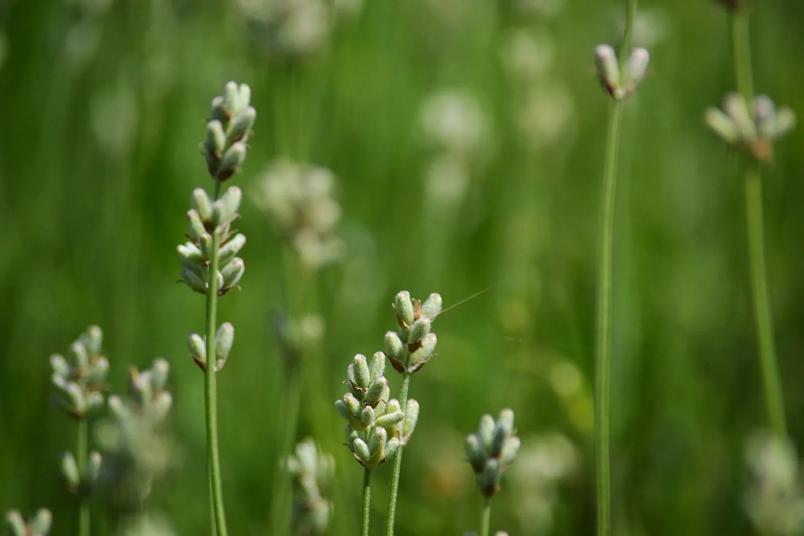 Vera Old Fashion English Lavender (Lavandula Angustifolia 'Vera') — With its fragrant presence and classic elegance