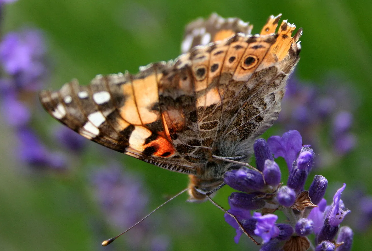 Vera Old Fashion English Lavender (Lavandula Angustifolia 'Vera') — typically cutting back the plant by one-third to one-half in late summer; preferably with a