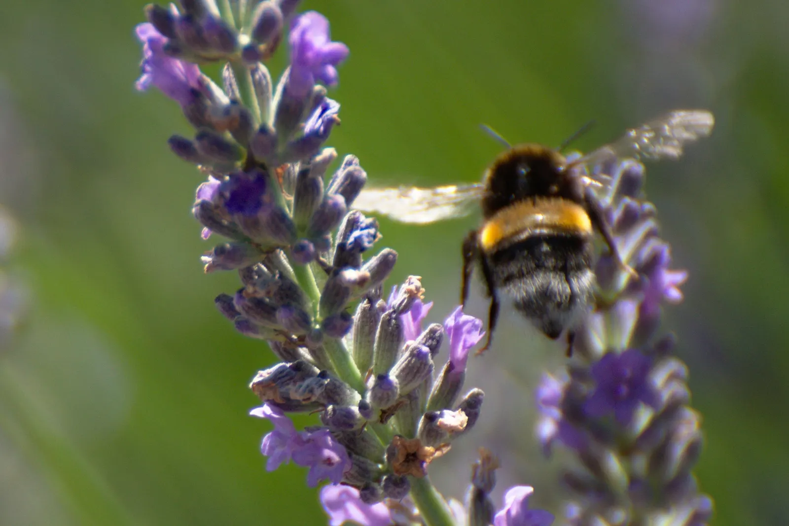 Vera Old Fashion English Lavender (Lavandula Angustifolia 'Vera') — It demands well-drained soil