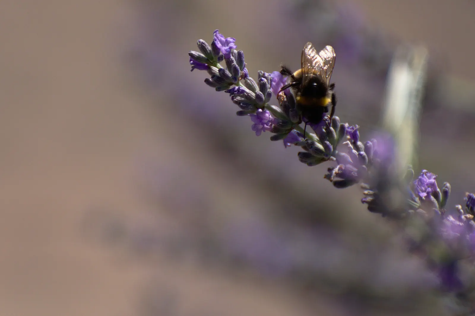 Vera Old Fashion English Lavender (Lavandula Angustifolia 'Vera') — This traditional English Lavender can reach a mature height of 2 to 3 feet and a spread of