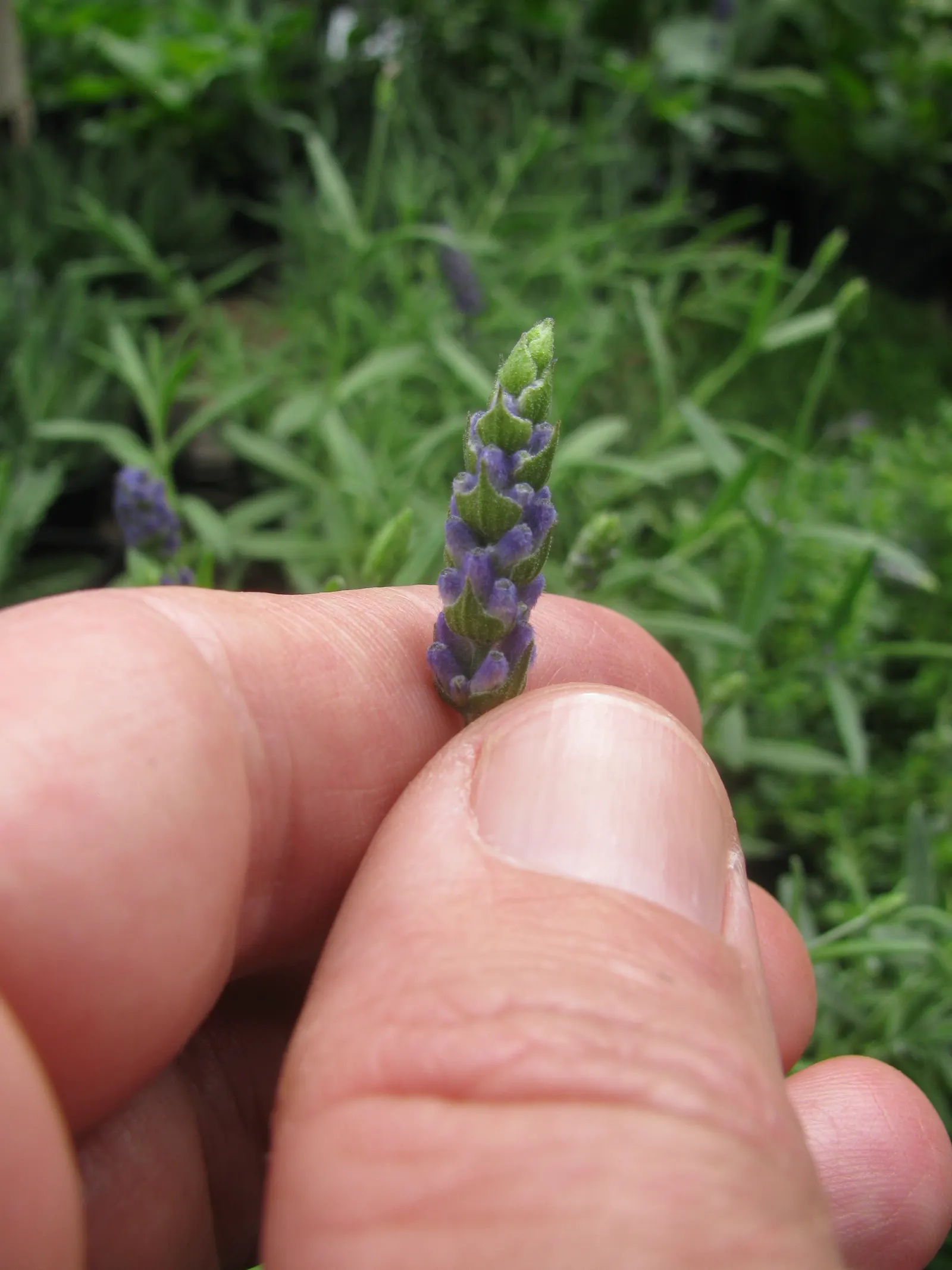 Vera Old Fashion English Lavender (Lavandula Angustifolia 'Vera') — making it ideal for borders or as a fragrant ground cover