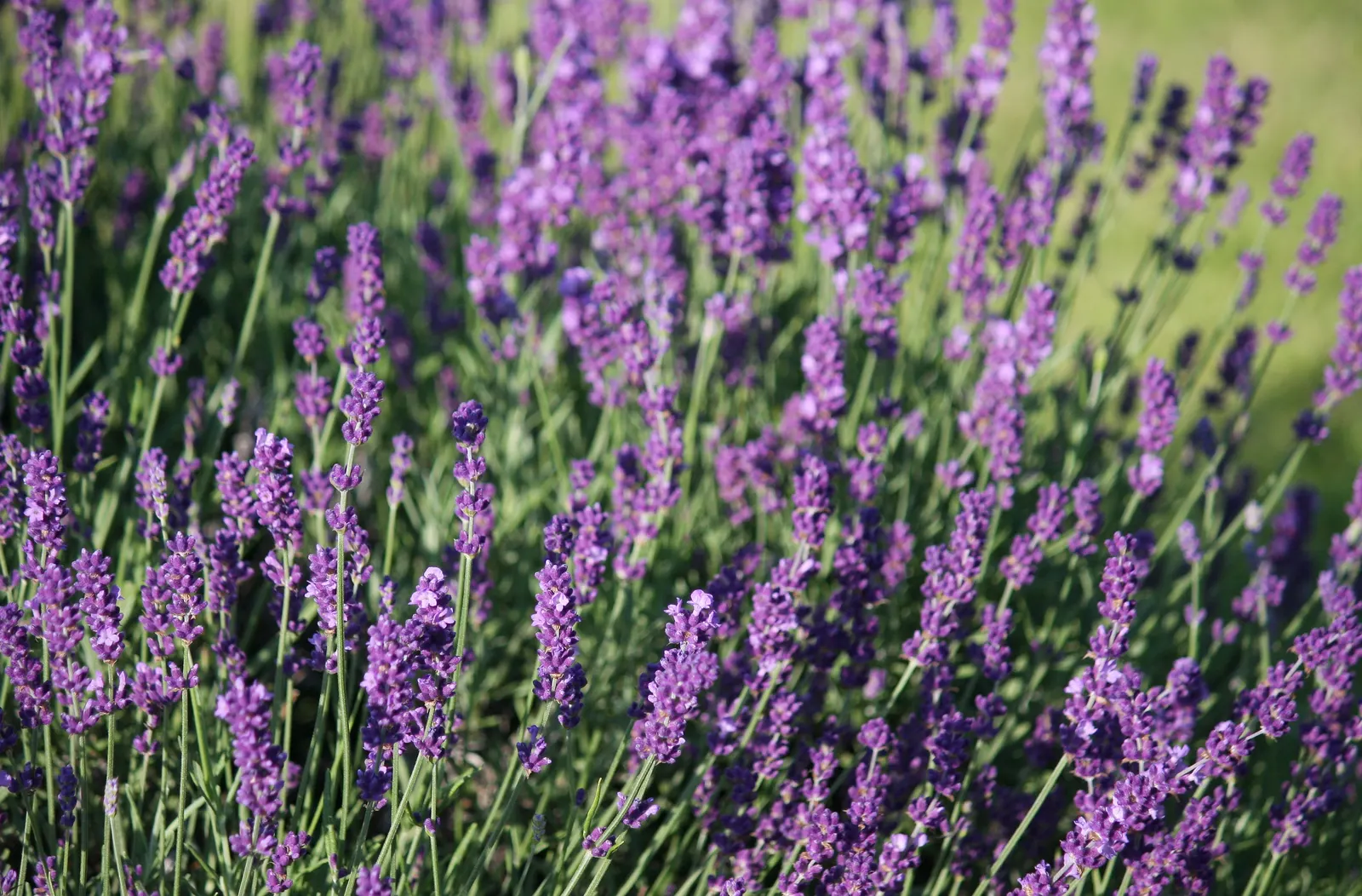 Vera Old Fashion English Lavender (Lavandula Angustifolia 'Vera') — This hardy plant reaches up to 2 to 3 feet in height and spread