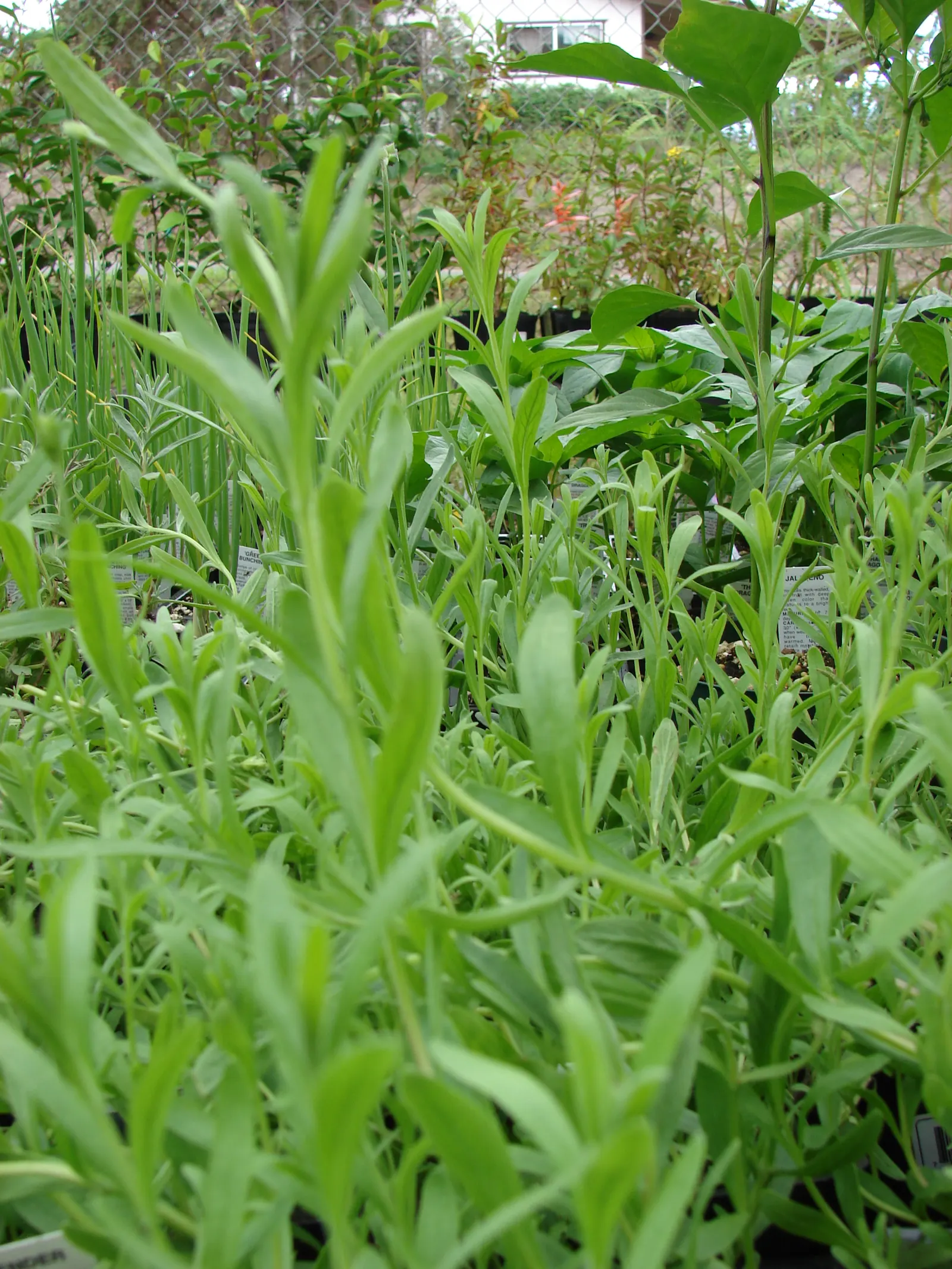 Vera Old Fashion English Lavender (Lavandula Angustifolia 'Vera') — Its drought-tolerant nature also makes it a suitable choice for xeriscaping or, image 53