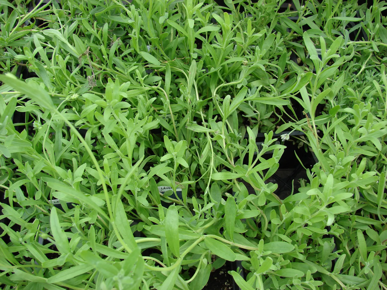 Vera Old Fashion English Lavender (Lavandula Angustifolia 'Vera') — slender spikes of violet-blue flowers in the summer