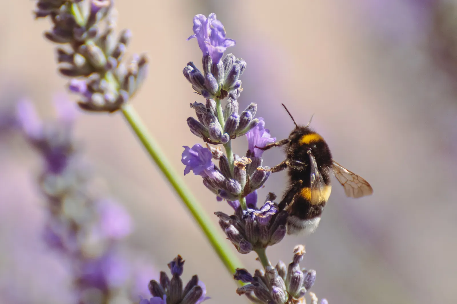 Vera Old Fashion English Lavender (Lavandula Angustifolia 'Vera') — deep purple blossoms and silvery-green foliage; blooms in summer, attracting, image 63