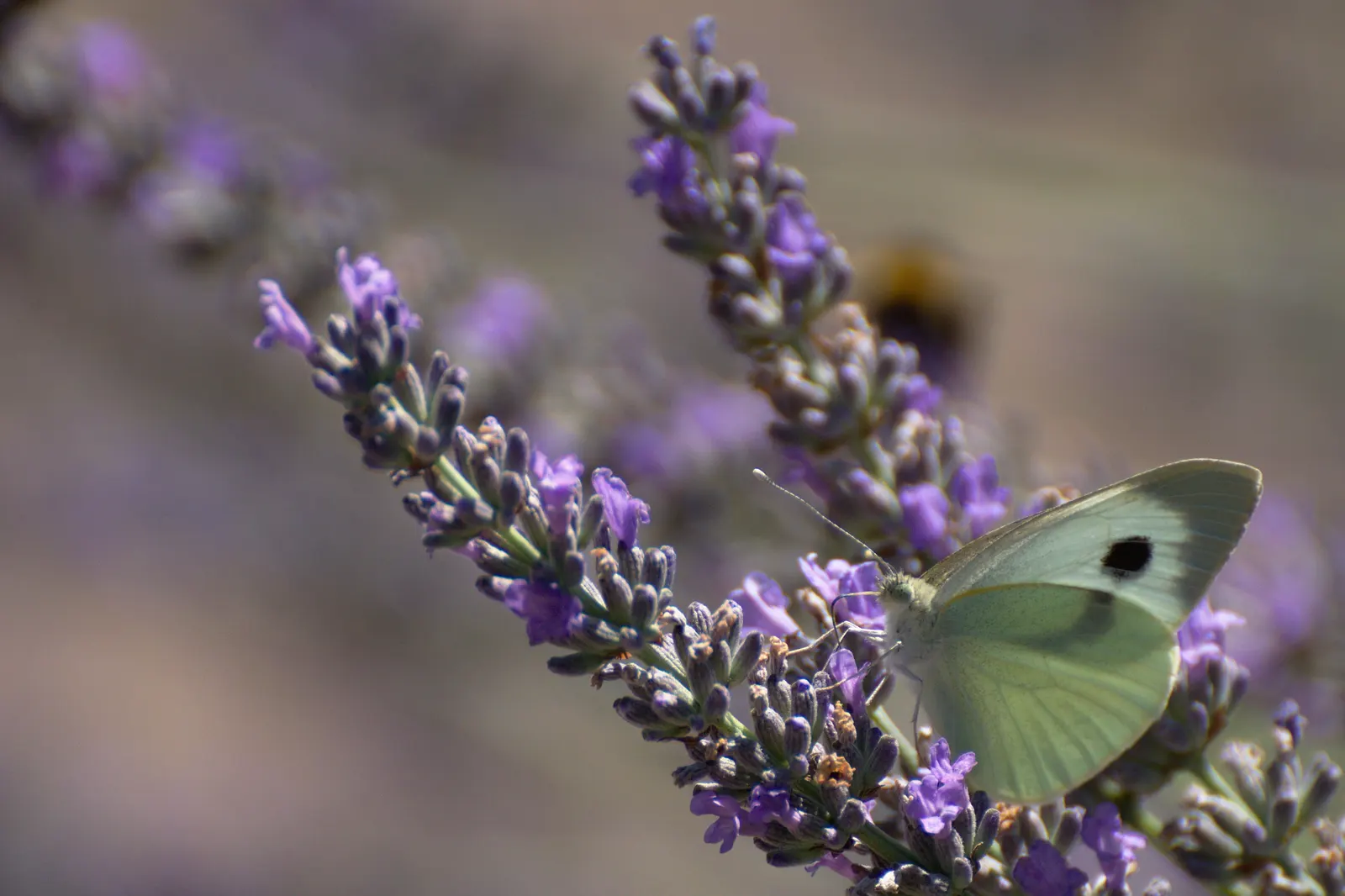 Vera Old Fashion English Lavender (Lavandula Angustifolia 'Vera') — Adds traditional charm and sensory delight to any garden; is a prized, image 68