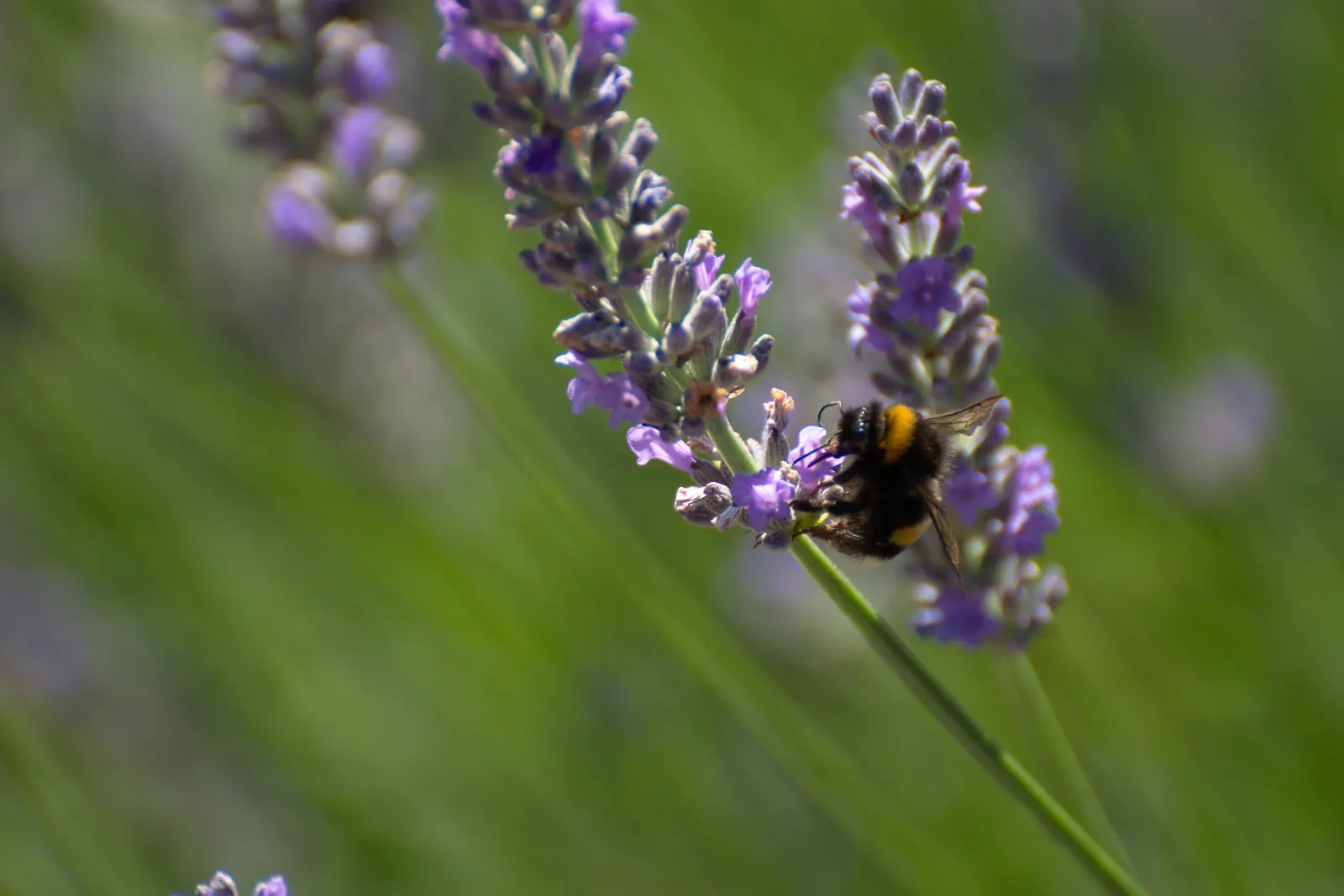 Vera Old Fashion English Lavender (Lavandula Angustifolia 'Vera') — Its drought-tolerant nature also makes it a suitable choice for xeriscaping or water-wise