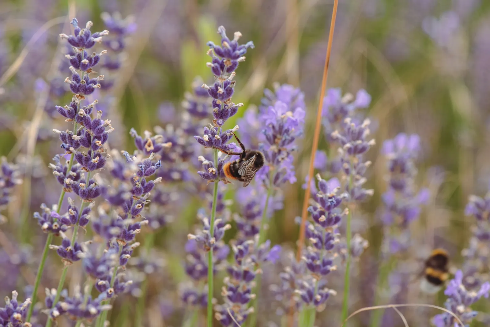 Vera Old Fashion English Lavender (Lavandula Angustifolia 'Vera') — Blooms in summer, attracting pollinators; typically cutting back the plant by one-third to