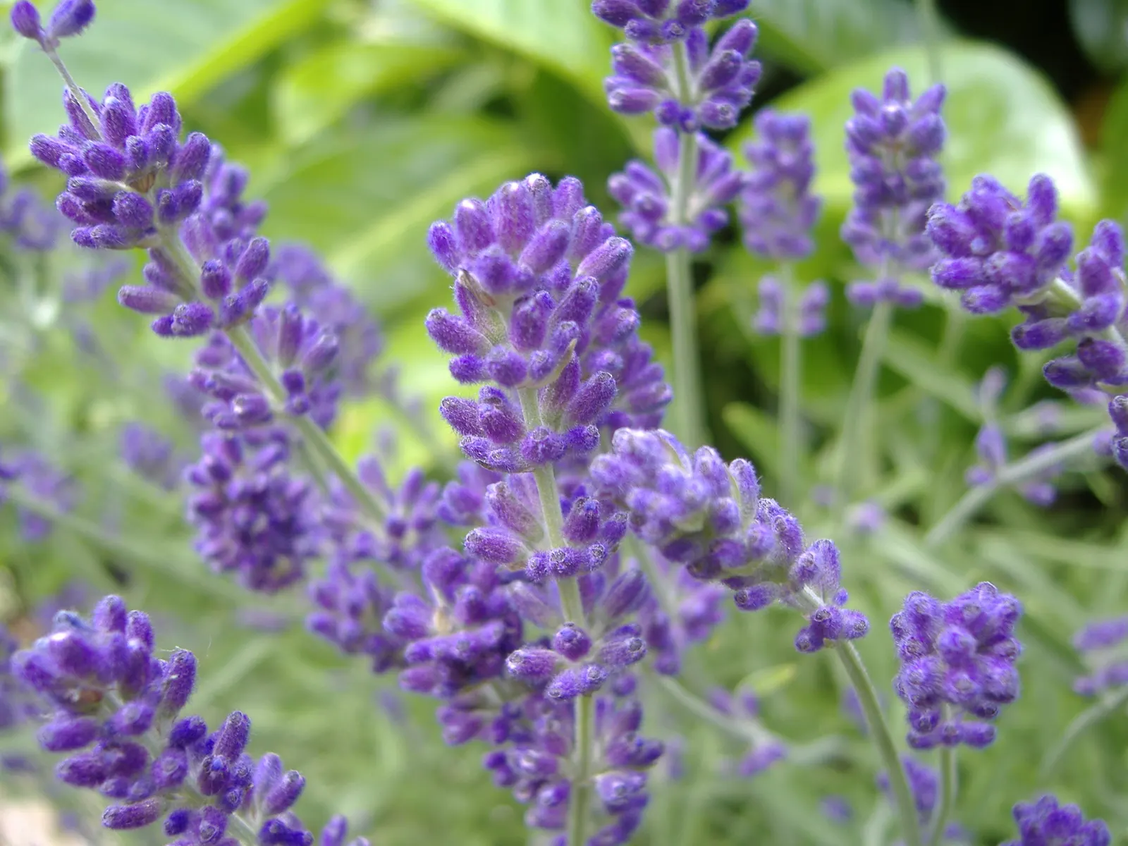 Vera Old Fashion English Lavender (Lavandula Angustifolia 'Vera') — making it a perfect mid-sized plant for borders