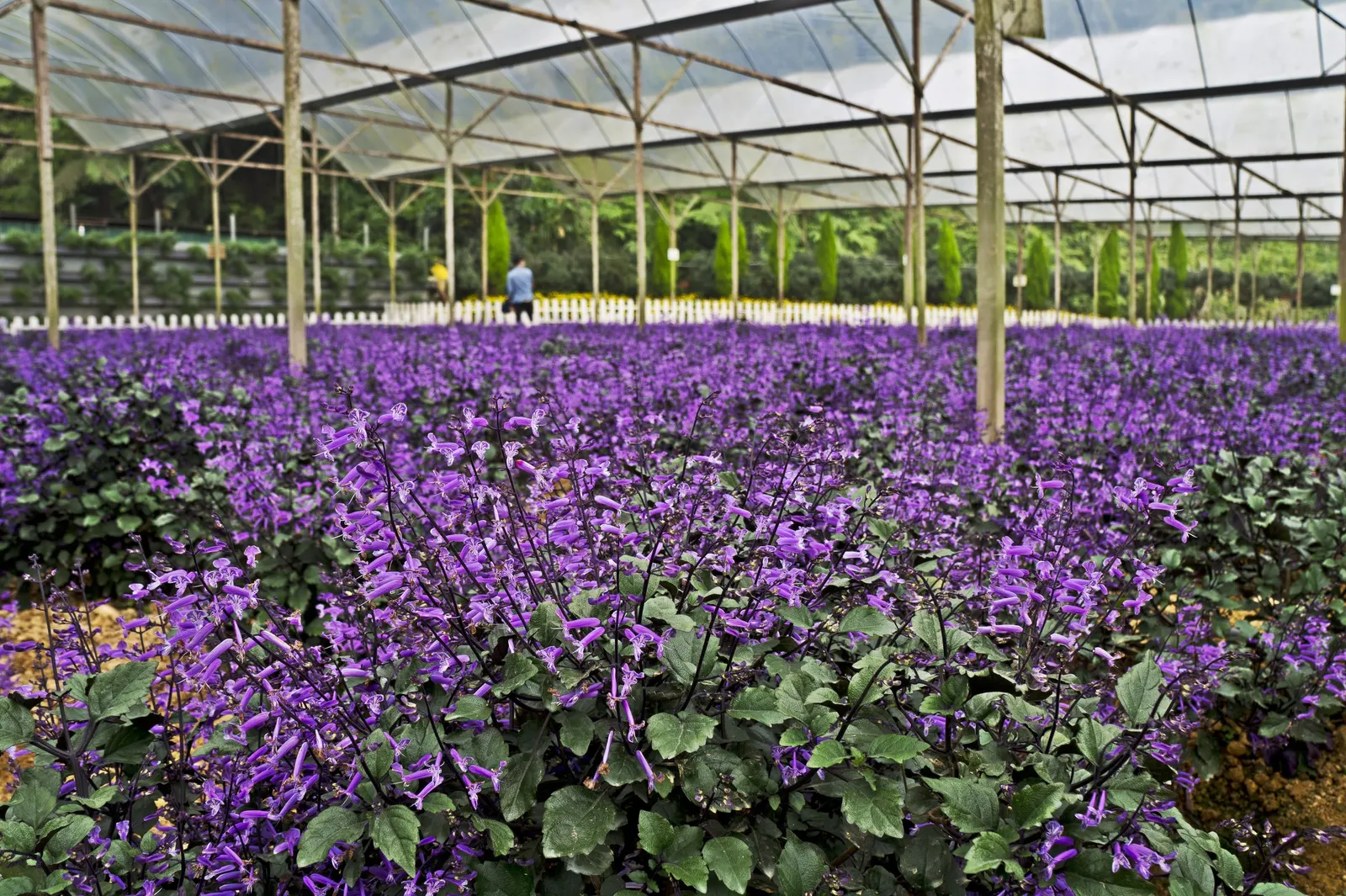 Vera Old Fashion English Lavender (Lavandula Angustifolia 'Vera') — slender spikes of violet-blue flowers in the summer; after the primary bloom period has