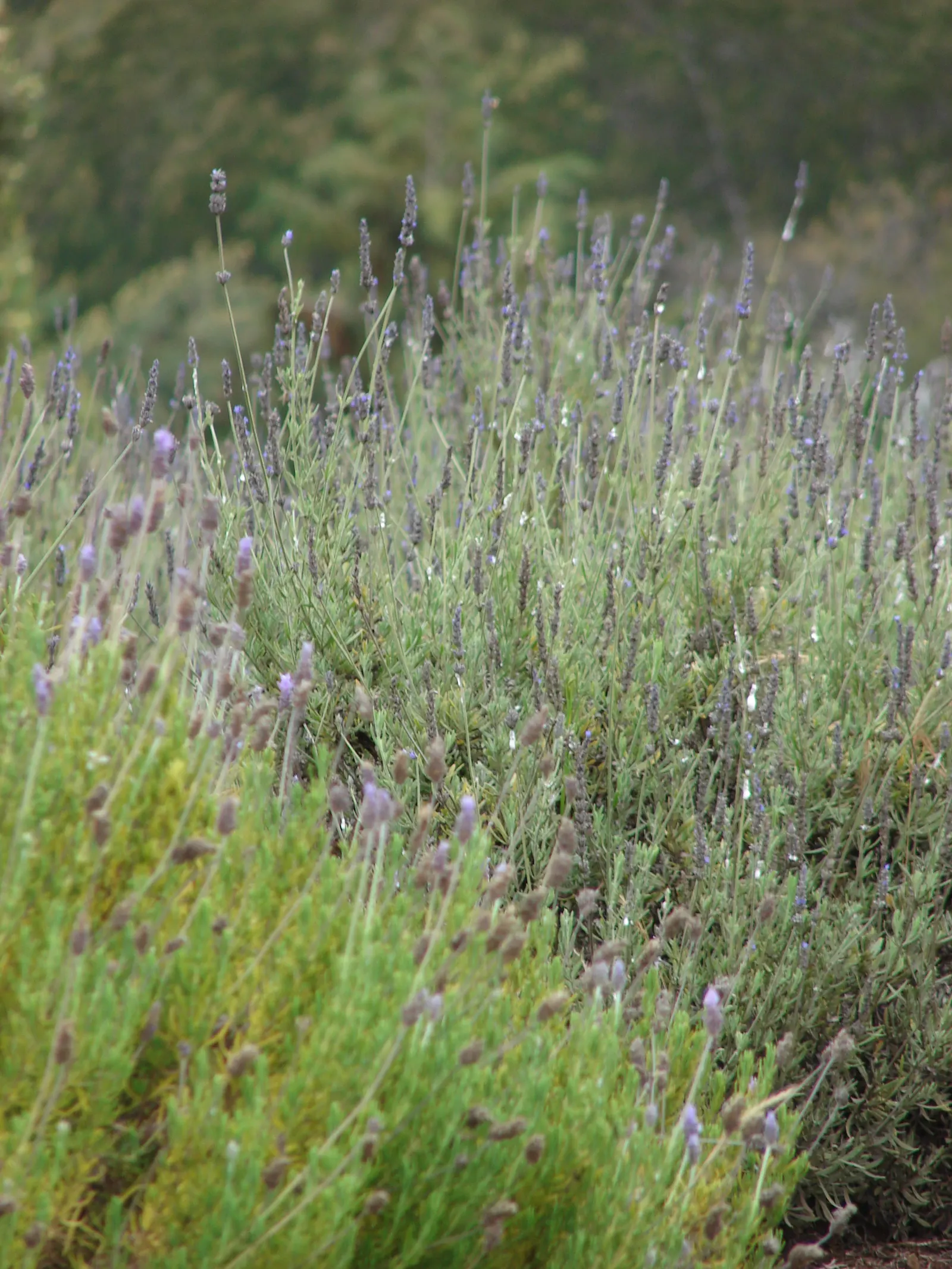 Vera Old Fashion English Lavender (Lavandula Angustifolia 'Vera') — It demands well-drained soil, image 47