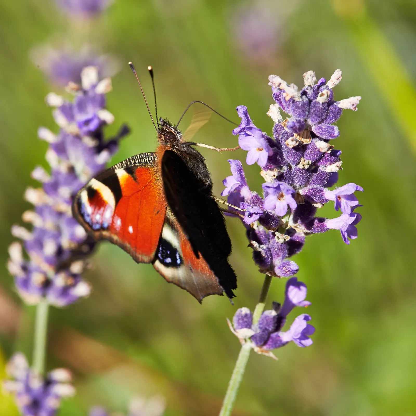 Vera Old Fashion English Lavender (Lavandula Angustifolia 'Vera') — to avoid the root rot that can occur in poorly drained areas.<br><br>In, image 49