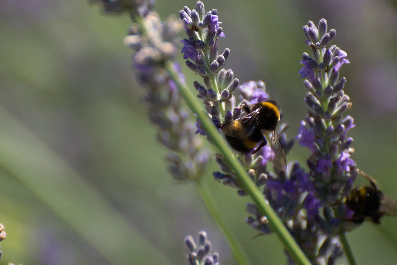 Vera Old Fashion English Lavender (Lavandula Angustifolia 'Vera') — making it a perfect mid-sized plant for borders; prefers full sun and well-drained soil