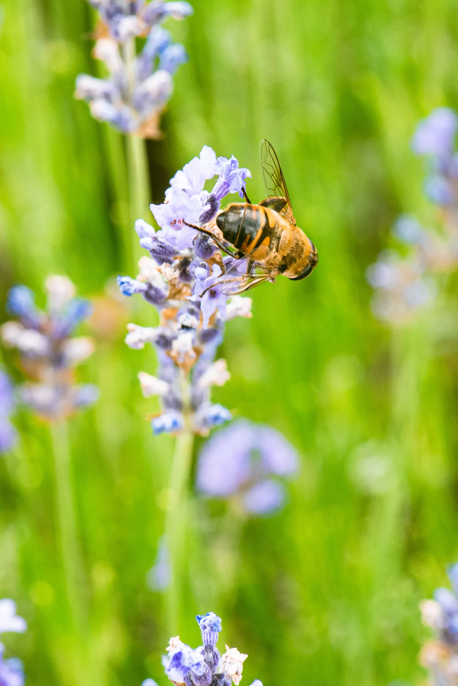 Vera Old Fashion English Lavender (Lavandula Angustifolia 'Vera') — herb / shrub for full