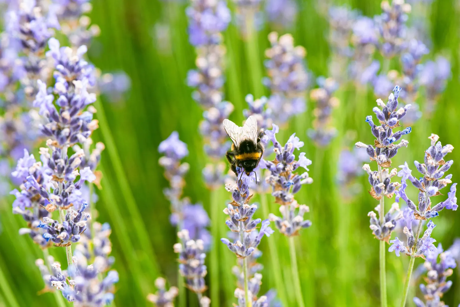 Vera Old Fashion English Lavender (Lavandula Angustifolia 'Vera') — When integrating this lavender into a design; making it ideal for borders or as a fragrant