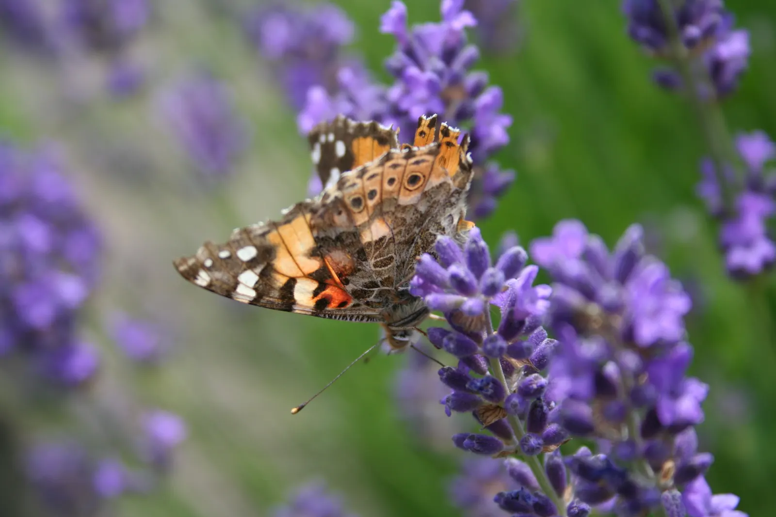Vera Old Fashion English Lavender (Lavandula Angustifolia 'Vera') — and garden beds.<br><br>The Vera variety is particularly valued for its, image 42